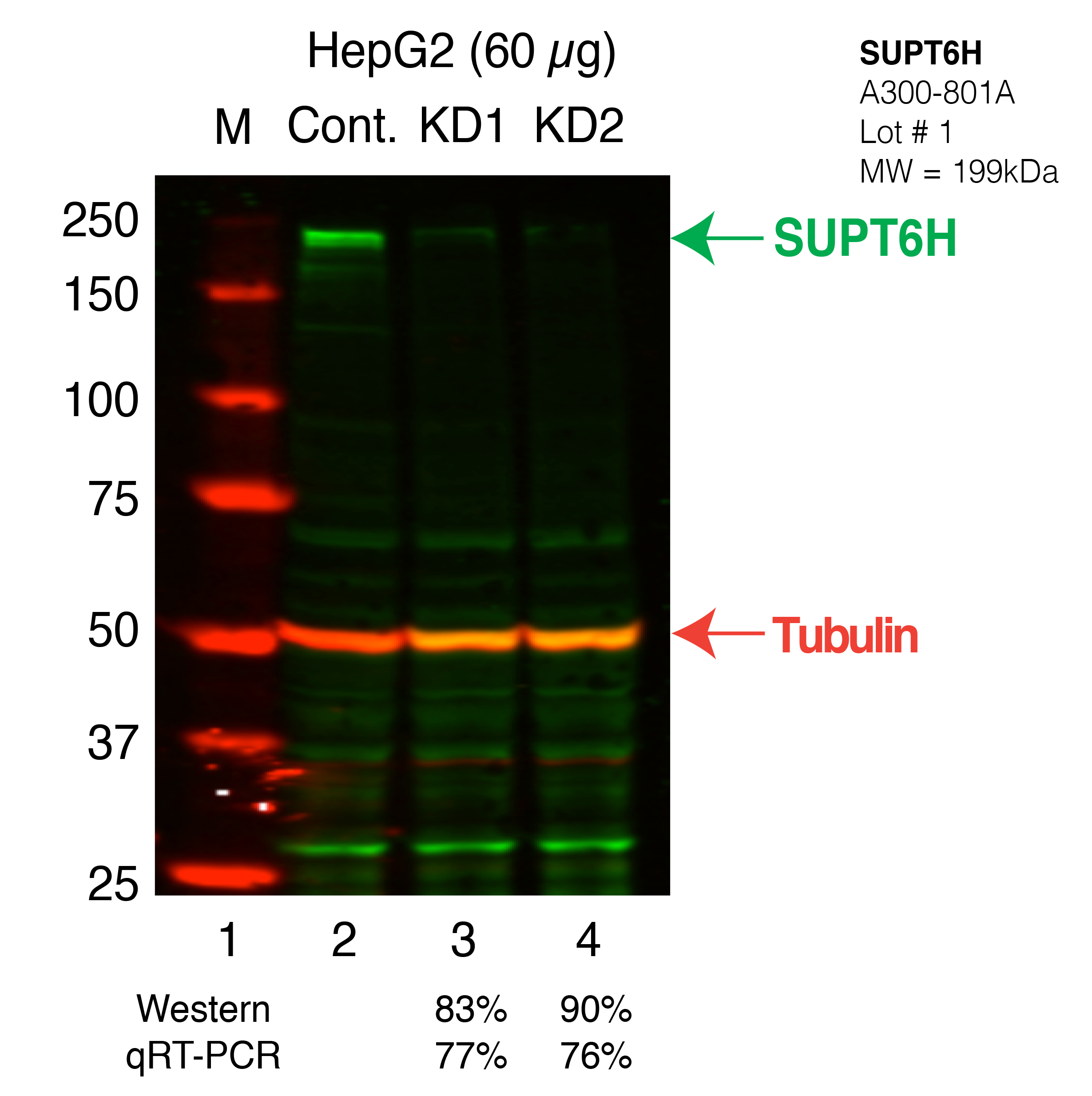 SUPT6H-HEPG2_Secondary_Western.png<br>Caption: Western blot following shRNA against SUPT6H in HepG2 whole cell lysate using SUPT6H specific antibody. Lane 1 is a ladder, lane 2 is HepG2 non-targeting control knockdown, lane 3 and 4 are two different shRNAs against SUPT6H.SUPT6H protein appears as the green band, Tubulin serves as a control and appears in red.