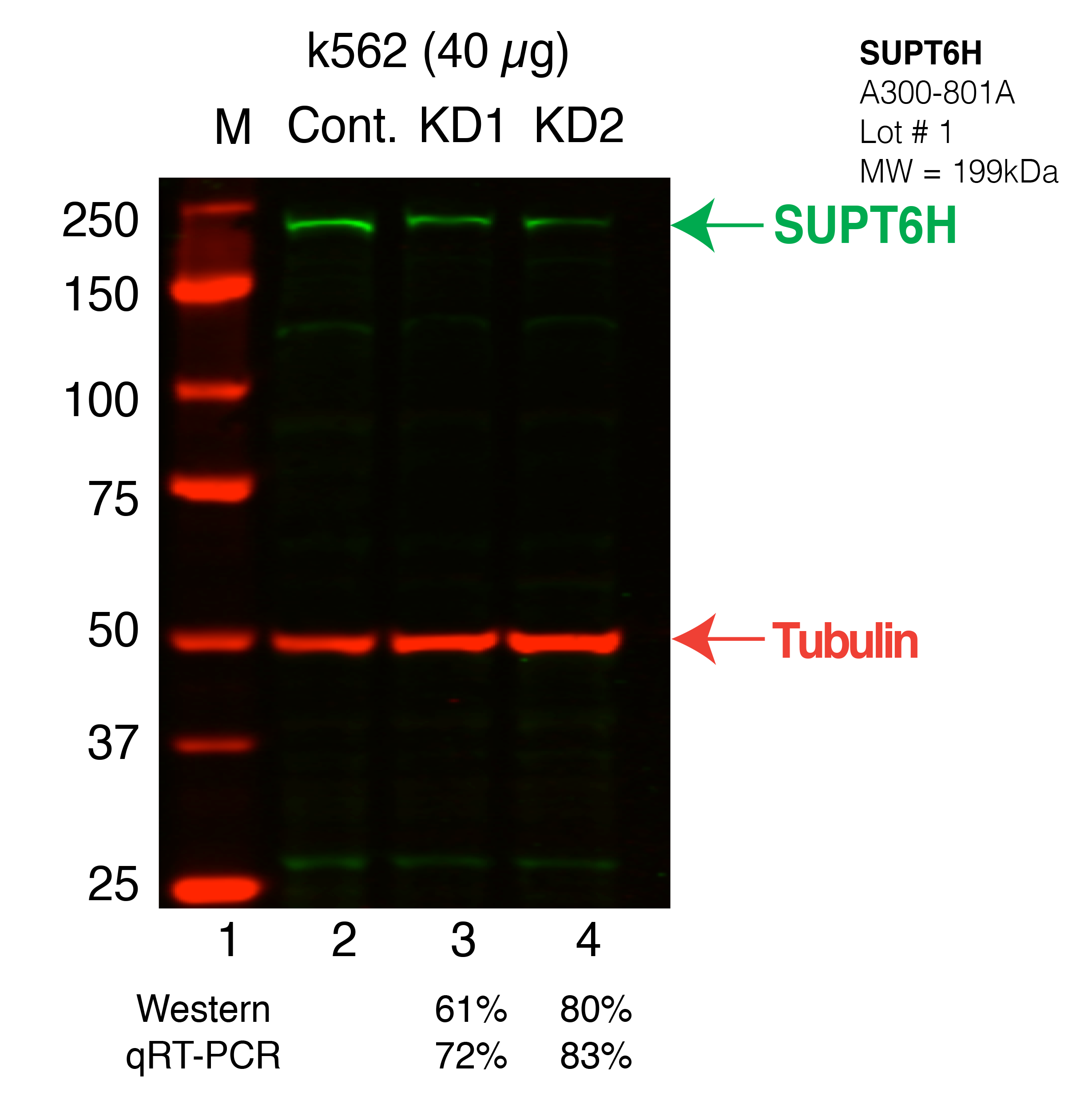 SUPT6H-K562_Secondary_Western.png<br>Caption: Western blot following shRNA against SUPT6H in K562 whole cell lysate using SUPT6H specific antibody. Lane 1 is a ladder, lane 2 is K562 non-targeting control knockdown, lane 3 and 4 are two different shRNAs against SUPT6H.SUPT6H protein appears as the green band, Tubulin serves as a control and appears in red.