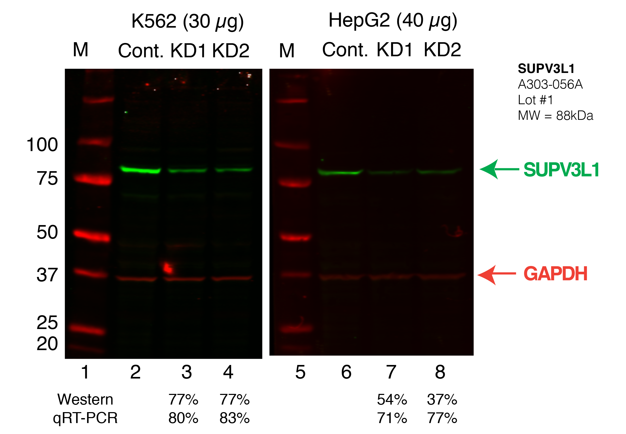 SUPV3L1_Secondary_Western.png<br>Caption: Western blot following shRNA against SUPV3L1 in K562 and HepG2 whole cell lysate using SUPV3L1 specific antibody. Lane 1 is a ladder, lane 2 is K562 non-targeting control knockdown, lane 2 and 3 are two different shRNAs against SUPV3L1. Lanes 5-7 follow the same pattern, but in HepG2. SUPV3L1 protein appears as the green band, GAPDH serves as a control and appears in red.