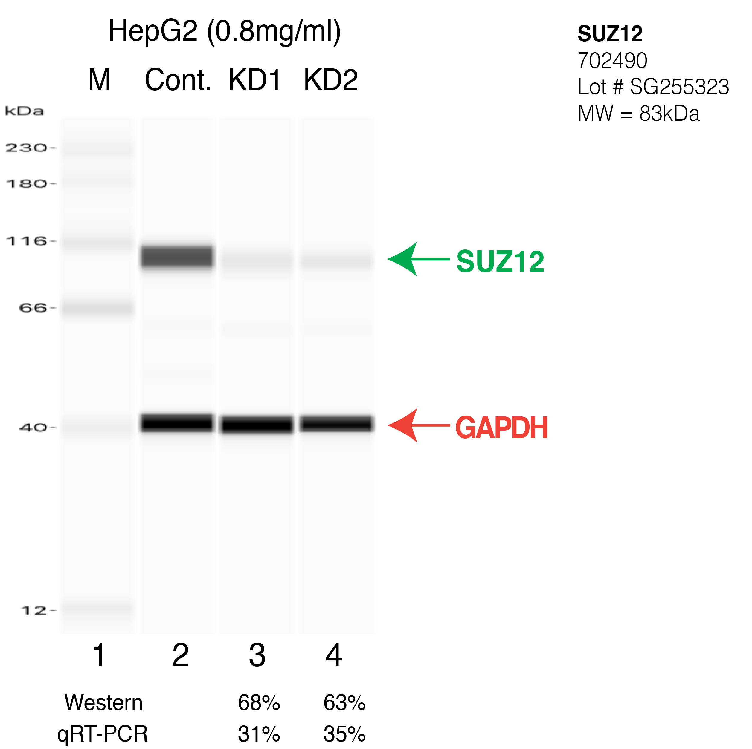 SUZ12-HEPG2-CRISPR-702490.png<br>Caption: Western blot following CRISPR against SUZ12 in HepG2 whole cell lysate using SUZ12 specific antibody. Lane 1 is a ladder, lane 2 is HepG2 non-targeting control knockdown, lane 3 and 4 are two different CRISPR against SUZ12. SUZ12 protein appears as the green arrow, GAPDH serves as a control and appears in red arrow.