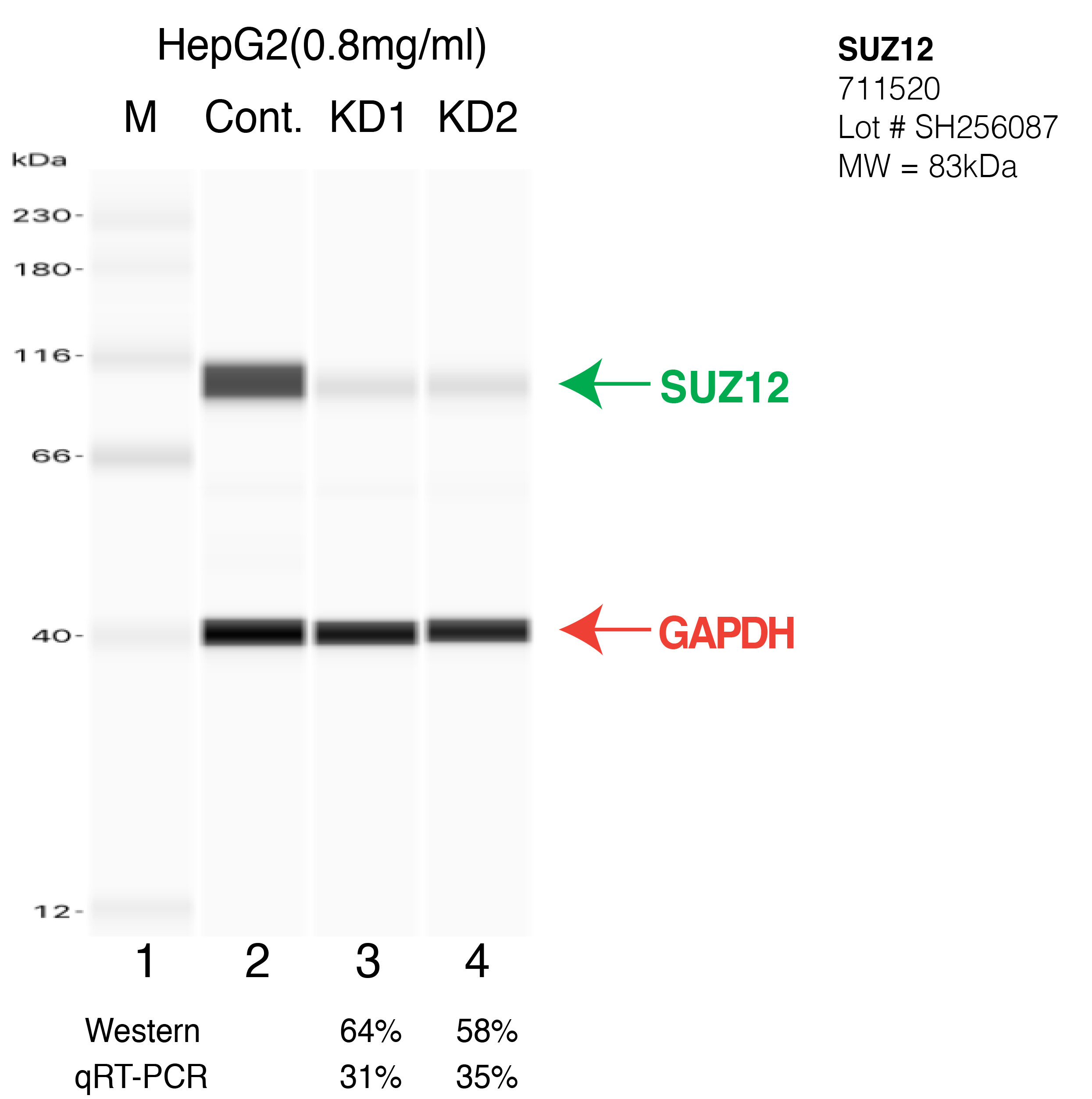 SUZ12-HEPG2-CRISPR-711520.png<br>Caption: Western blot following CRISPR against SUZ12 in HepG2 whole cell lysate using SUZ12 specific antibody. Lane 1 is a ladder, lane 2 is HepG2 non-targeting control knockdown, lane 3 and 4 are two different CRISPR against SUZ12. SUZ12 protein appears as the green arrow, GAPDH serves as a control and appears in red arrow.