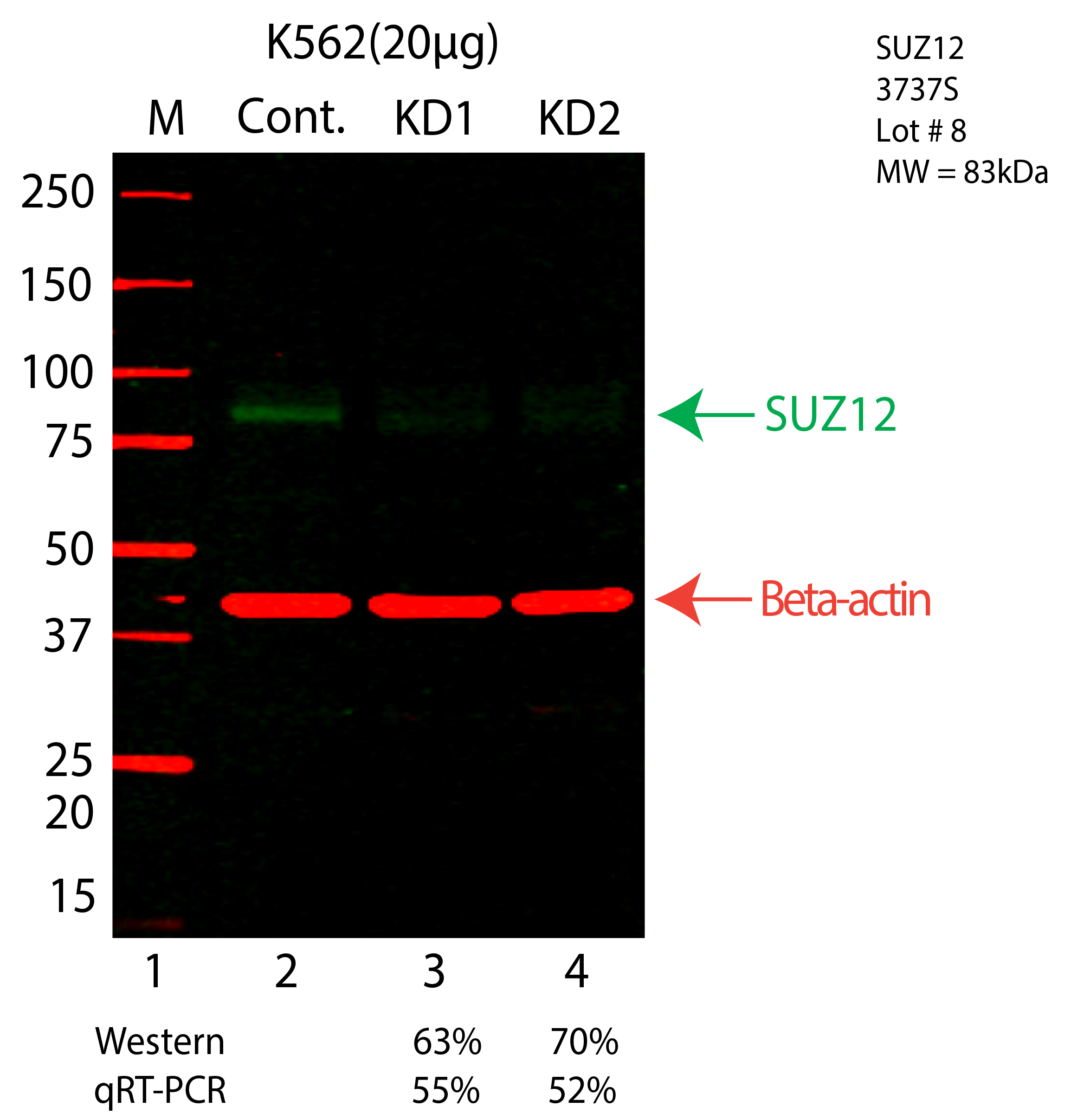 SUZ12-K562-CRISPR-3737S.png<br>Caption: Western blot following CRISPR against SUZ12 in K562 whole cell lysate using SUZ12 specific antibody. Lane 1 is a ladder, lane 2 is K562 non-targeting control knockdown, lane 3 and 4 are two different CRISPR against SUZ12. SUZ12 protein appears as the green arrow, Beta-actin serves as a control and appears in red arrow.