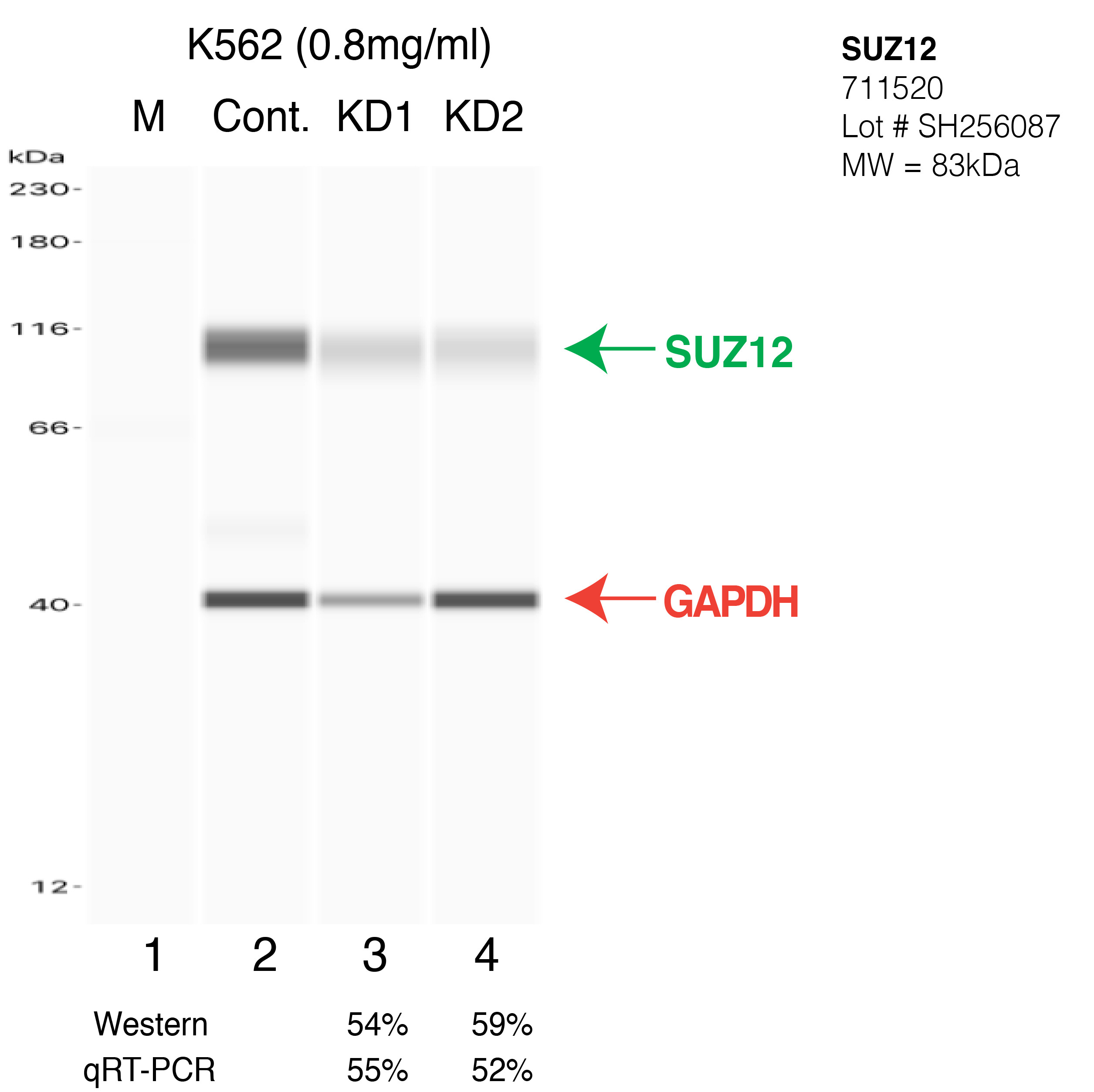 SUZ12-K562-CRISPR-711520.png<br>Caption: Western blot following CRISPR against SUZ12 in K562 whole cell lysate using SUZ12 specific antibody. Lane 1 is a ladder, lane 2 is K562 non-targeting control knockdown, lane 3 and 4 are two different CRISPR against SUZ12. SUZ12 protein appears as the green arrow, GAPDH serves as a control and appears in red arrow.