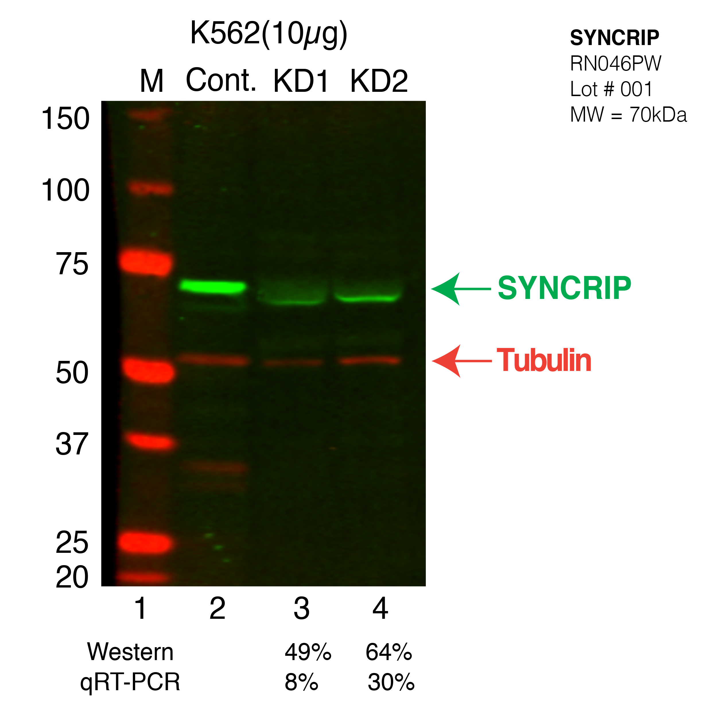 SYNCRIP-CRISPR-K562.png<br>Caption: Western blot following CRISPR against SYNCRIP in K562 whole cell lysate using SYNCRIP specific antibody. Lane 1 is a ladder, lane 2 is K562 non-targeting control knockdown, lane 3 and 4 are two different CRISPR against SYNCRIP.SYNCRIP protein appears as the green band, Tubulin serves as a control and appears in red.