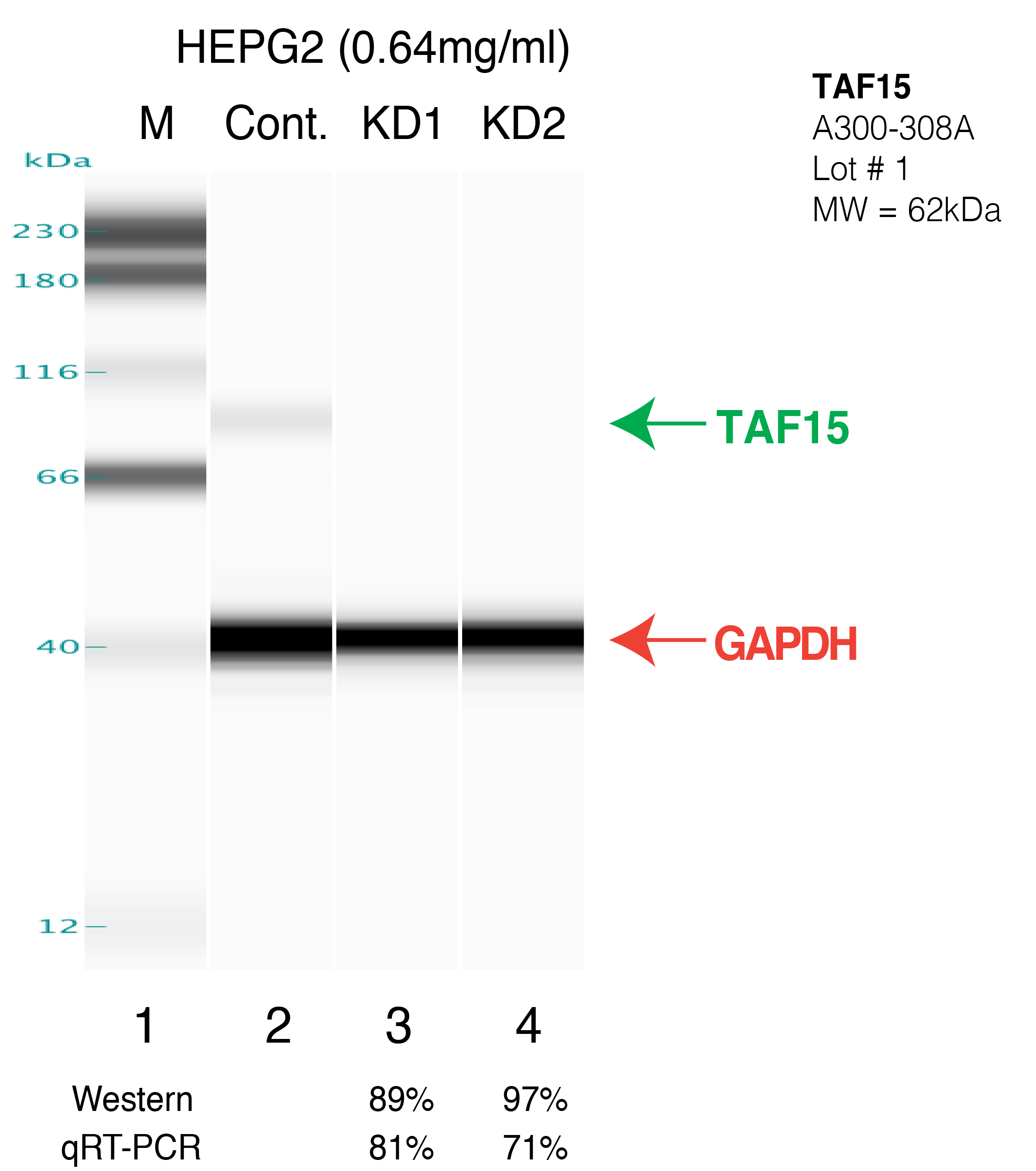 TAF15-HEPG2-A300-308A.png<br>Caption: Western blot following shRNA against TAF15 in HepG2 whole cell lysate using TAF15 specific antibody. Lane 1 is a ladder, lane 2 is HepG2 non-targeting control knockdown, lane 3 and 4 are two different shRNAs against TAF15. TAF15 protein appears as the green arrow, GAPDH serves as a control and appears in red arrow.