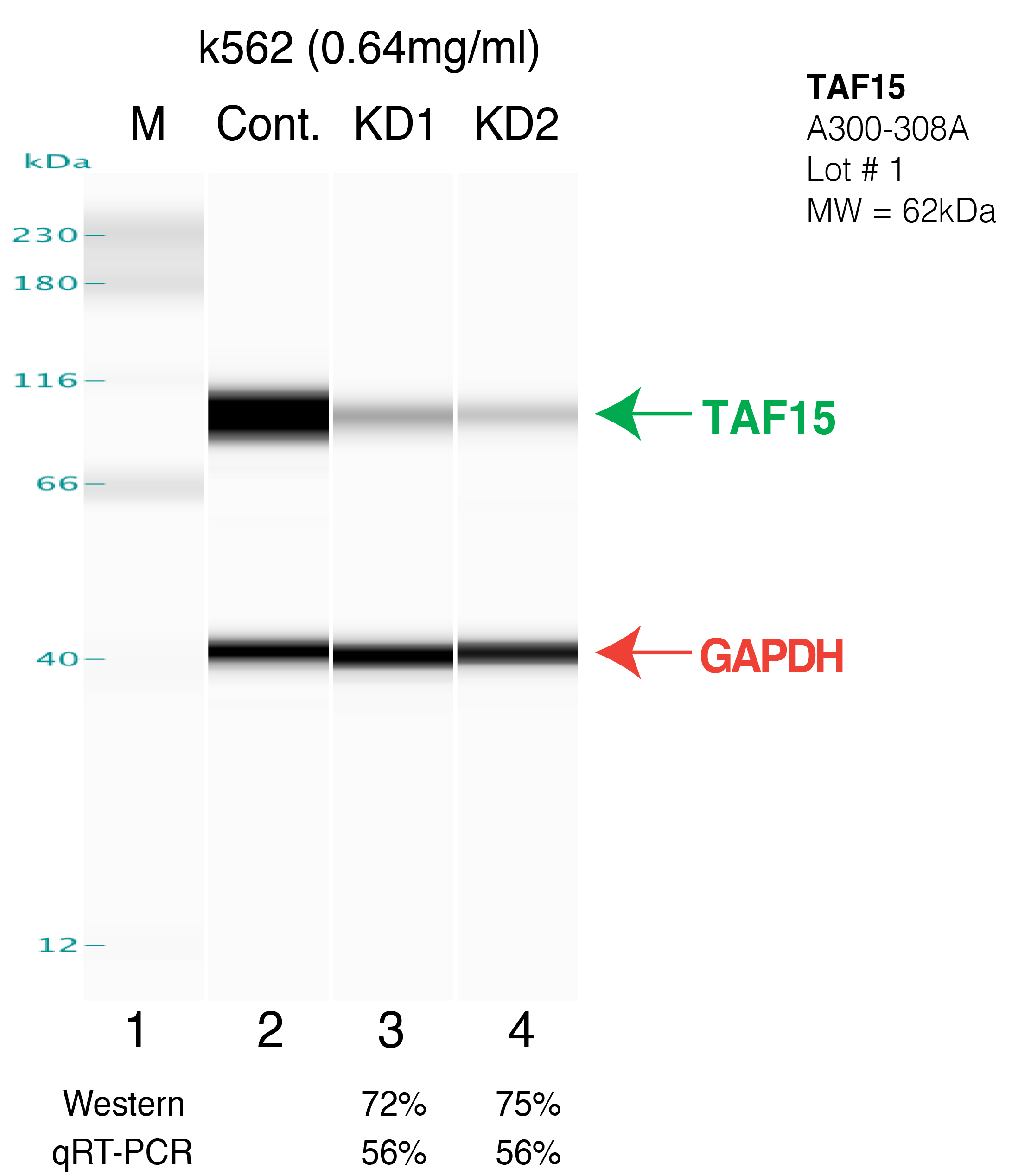 TAF15-K562-A300-308A.png<br>Caption: Western blot following shRNA against TAF15 in K562 whole cell lysate using TAF15 specific antibody. Lane 1 is a ladder, lane 2 is K562 non-targeting control knockdown, lane 3 and 4 are two different shRNAs against TAF15. TAF15 protein appears as the green arrow, GAPDH serves as a control and appears in red arrow.