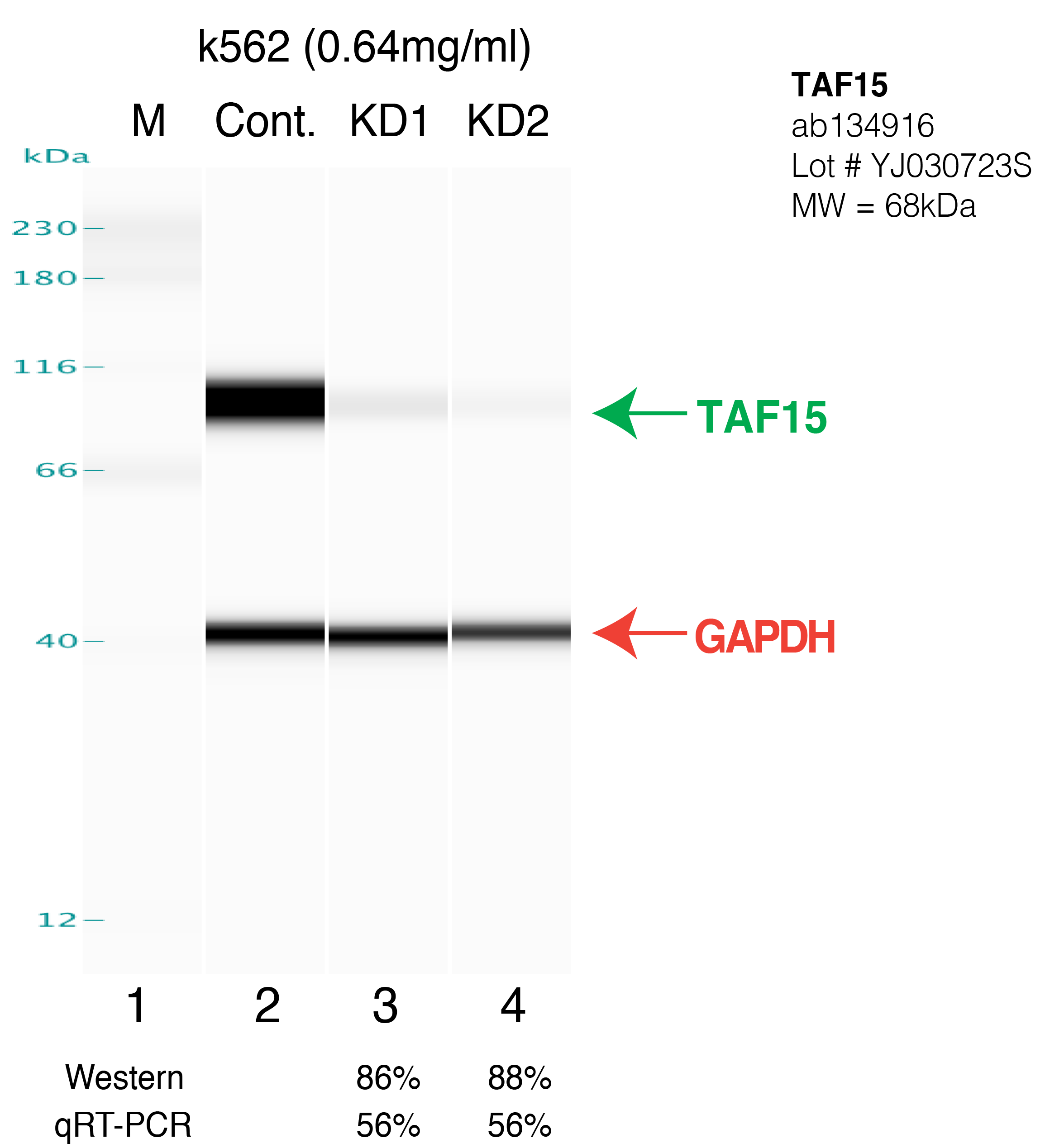 TAF15-K562-FU%27S.png<br>Caption: Western blot following shRNA against TAF15 in K562 whole cell lysate using TAF15 specific antibody. Lane 1 is a ladder, lane 2 is K562 non-targeting control knockdown, lane 3 and 4 are two different shRNAs against TAF15.TAF15 protein appears as the green arrow, GAPDH serves as a control and appears in red arrow.