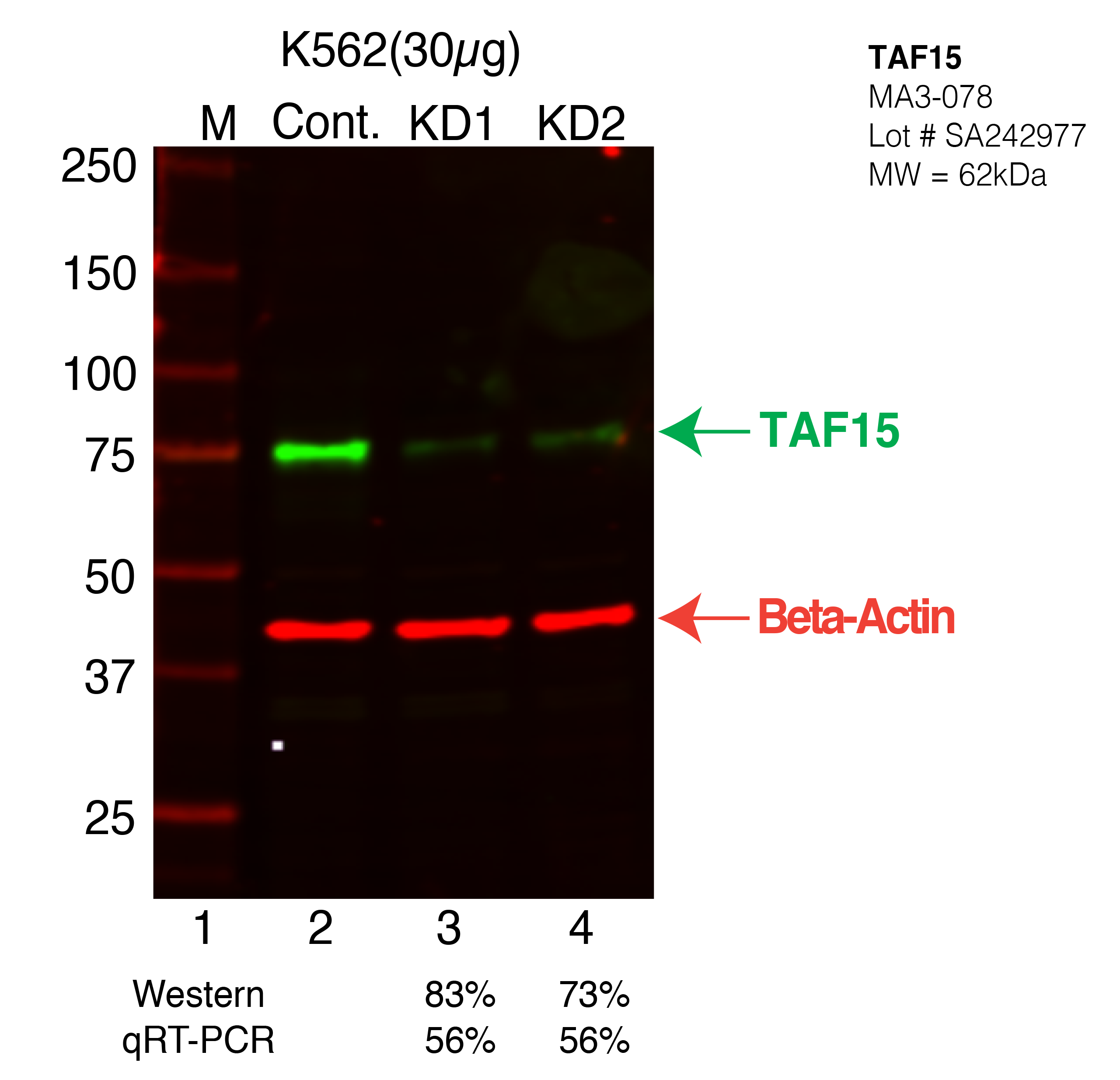 TAF15-K562-MA3-078.png<br>Caption: Western blot following shRNA against TAF15 in K562 whole cell lysate using TAF15 specific antibody. Lane 1 is a ladder, lane 2 is K562 non-targeting control knockdown, lane 3 and 4 are two different shRNA against TAF15. TAF15 protein appears as the green arrow, Beta-actin serves as a control and appears in red arrow.