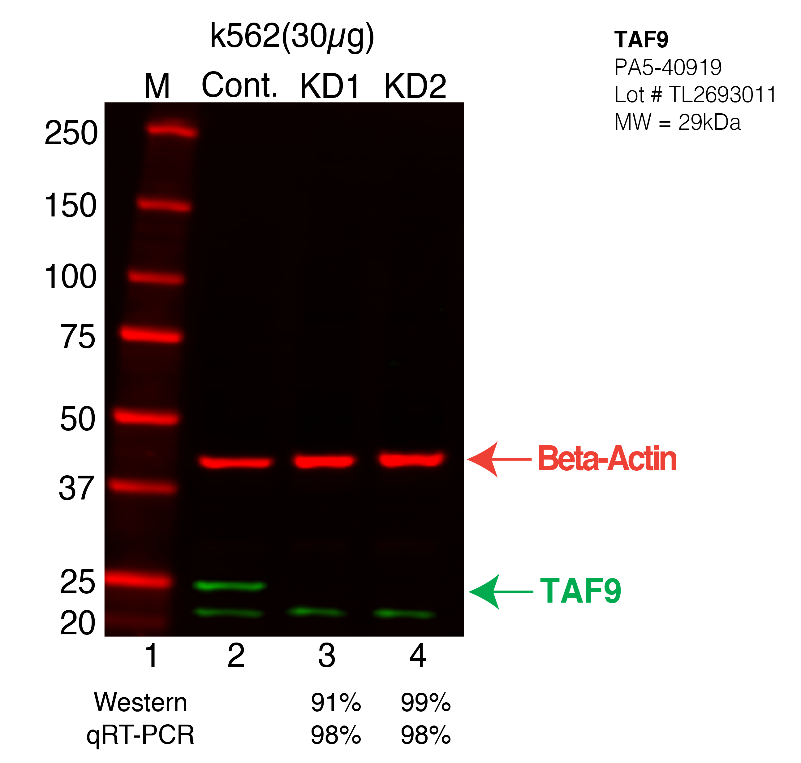 TAF9-K562-CRISPR-PA5-40919.png<br>Caption: Western blot following CRISPR against TAF9 in K562 whole cell lysate using TAF9 specific antibody. Lane 1 is a ladder, lane 2 is K562 non-targeting control knockdown, lane 3 and 4 are two different CRISPR against TAF9. TAF9 protein appears as the green arrow, Beta-actin serves as a control and appears in red arrow.