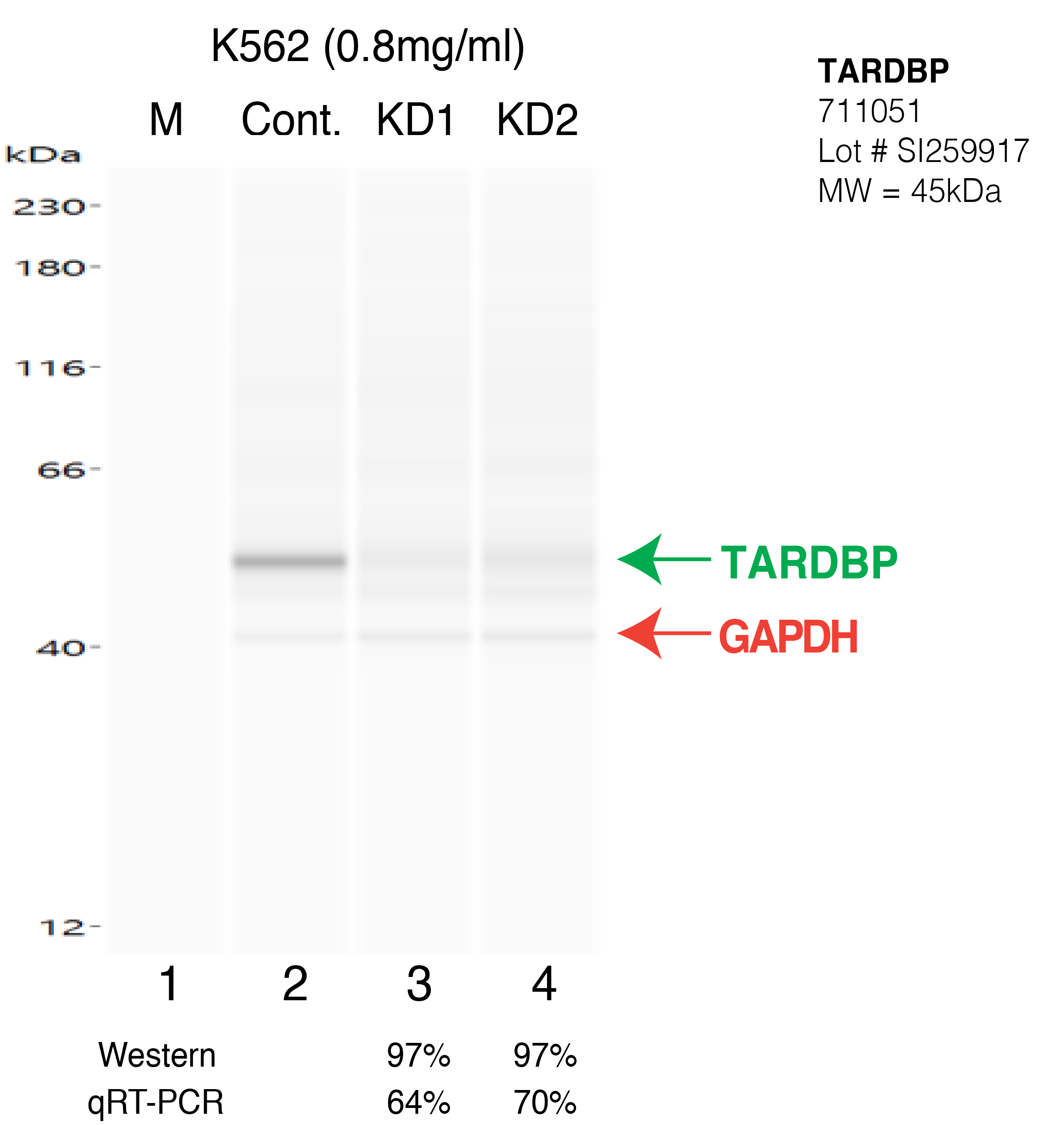 TARDBP-K562.png<br>Caption: Western blot following shRNA against TARDBP in K562 whole cell lysate using TARDBP specific antibody. Lane 1 is a ladder, lane 2 is K562 non-targeting control knockdown, lane 3 and 4 are two different shRNA against TARDBP. TARDBP protein appears as the green arrow, GAPDH serves as a control and appears in red arrow.