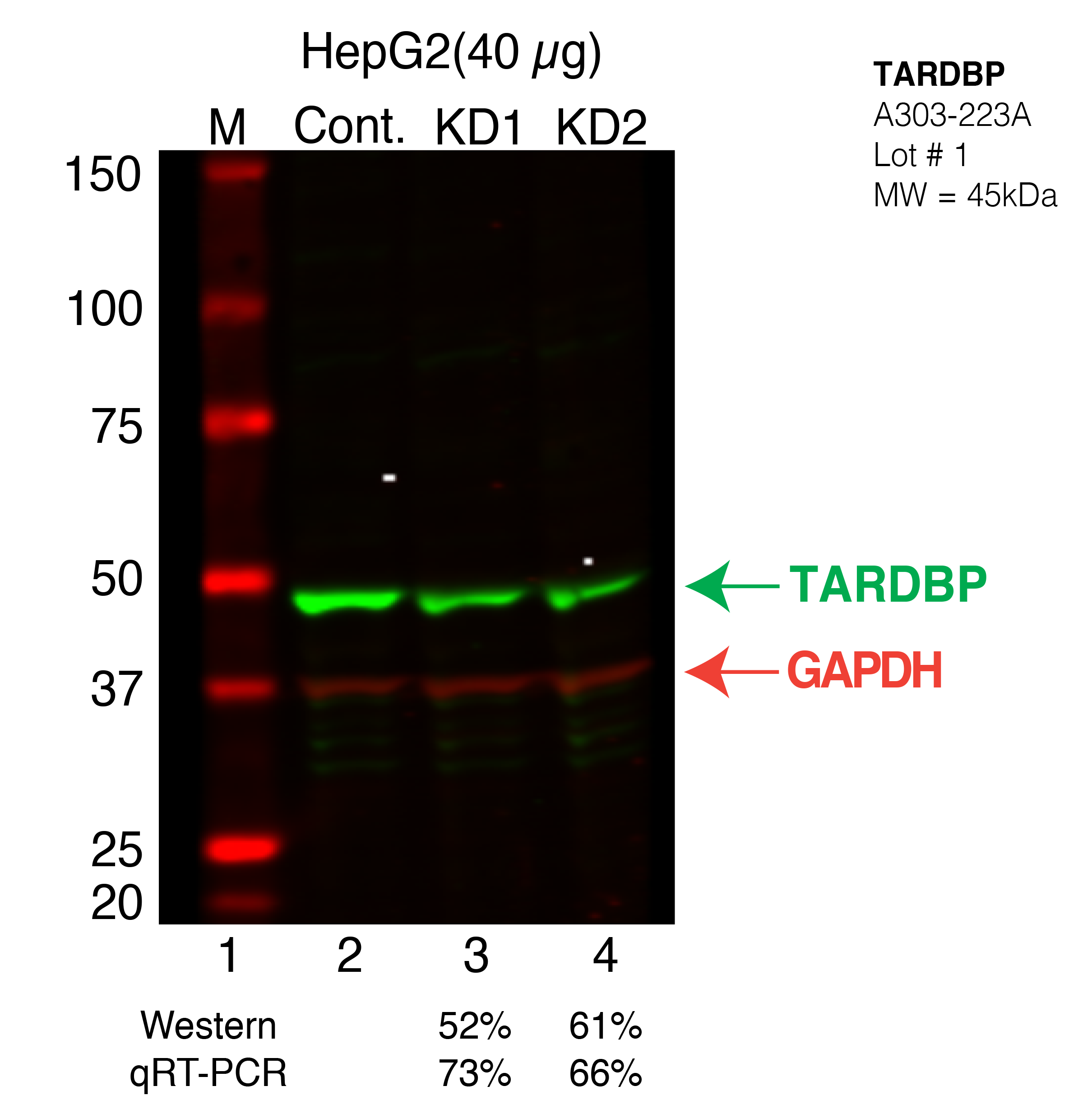 TARDBP-hepg2.png<br>Caption: Western blot following shRNA against TARDBP in HepG2 whole cell lysate using TARDBP specific antibody. Lane 1 is a ladder, lane 2 is HepG2 non-targeting control knockdown, lane 3 and 4 are two different shRNAs against TARDBP.TARDBP protein appears as the green band, GAPDH serves as a control and appears in red.