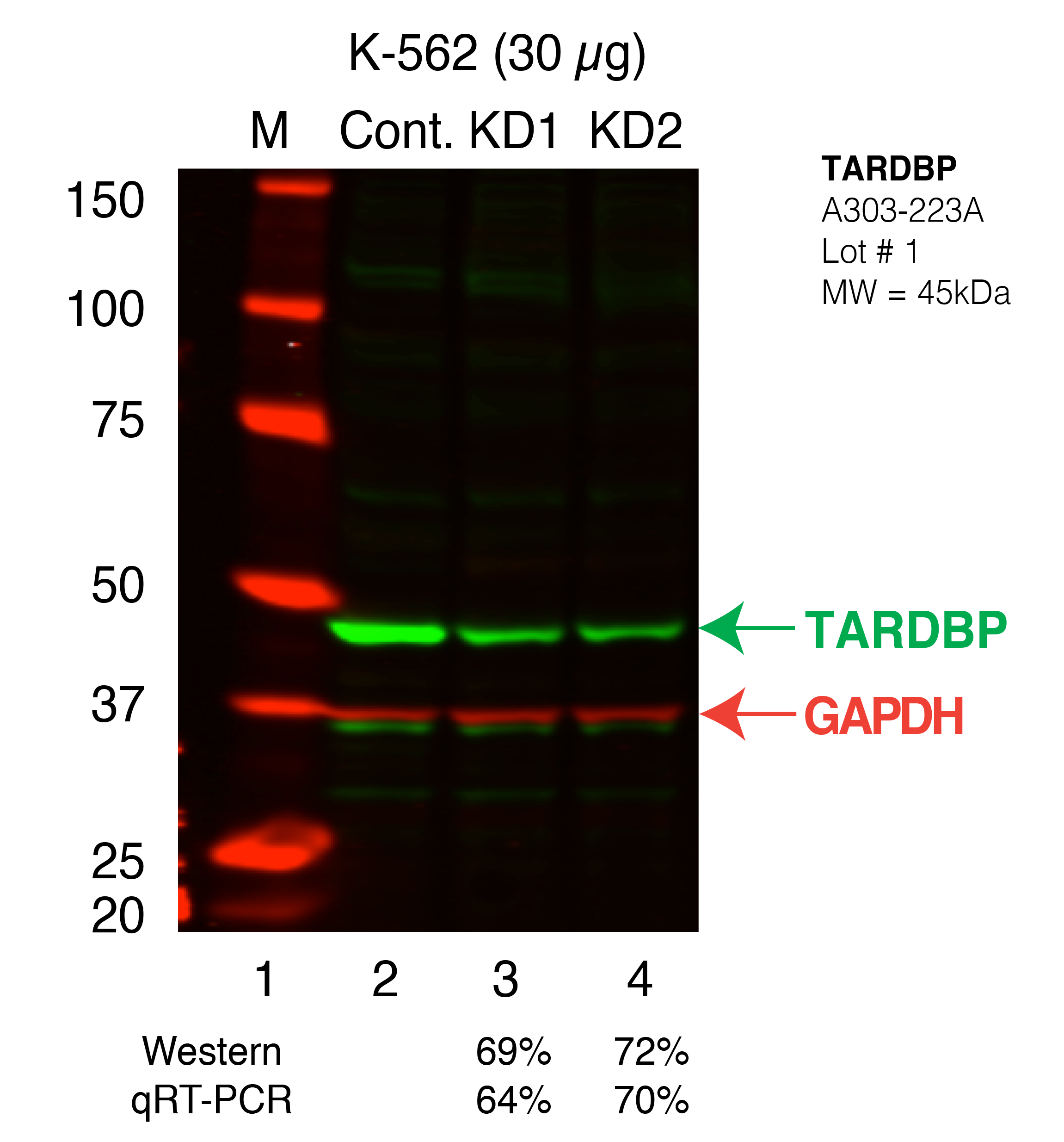 TARDBP_Secondary_Western.png<br>Caption: Western blot following shRNA against TARDBP in K562 whole cell lysate using TARDBP specific antibody. Lane 1 is a ladder, lane 2 is K562 non-targeting control knockdown, lane 3 and 4 are two different shRNAs against TARDBP. TARDBP protein appears as the green band, GAPDH serves as a control and appears in red.