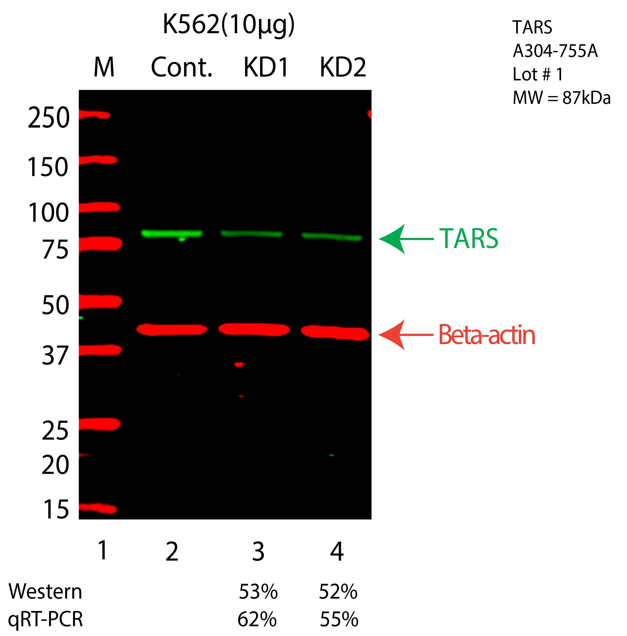 TARS-K562-CRISPR-A304-755A.png<br>Caption: Western blot following CRISPR against TARS in K562 whole cell lysate using TARS specific antibody. Lane 1 is a ladder, lane 2 is K562 non-targeting control knockdown, lane 3 and 4 are two different CRISPR against TARS. TARS protein appears as the green arrow, Beta-actin serves as a control and appears in red arrow.