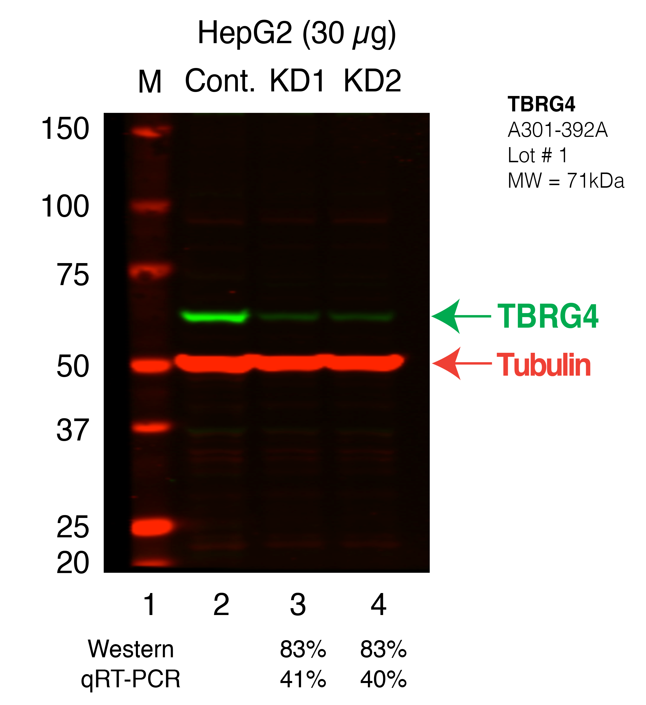 TBRG4-HEPG2_Secondary_Western.png<br>Caption: Western blot following shRNA against TBRG4 in HepG2 whole cell lysate using TBRG4 specific antibody. Lane 1 is a ladder, lane 2 is HepG2 non-targeting control knockdown, lane 3 and 4 are two different shRNAs against TBRG4.TBRG4 protein appears as the green band, Tubulin serves as a control and appears in red.