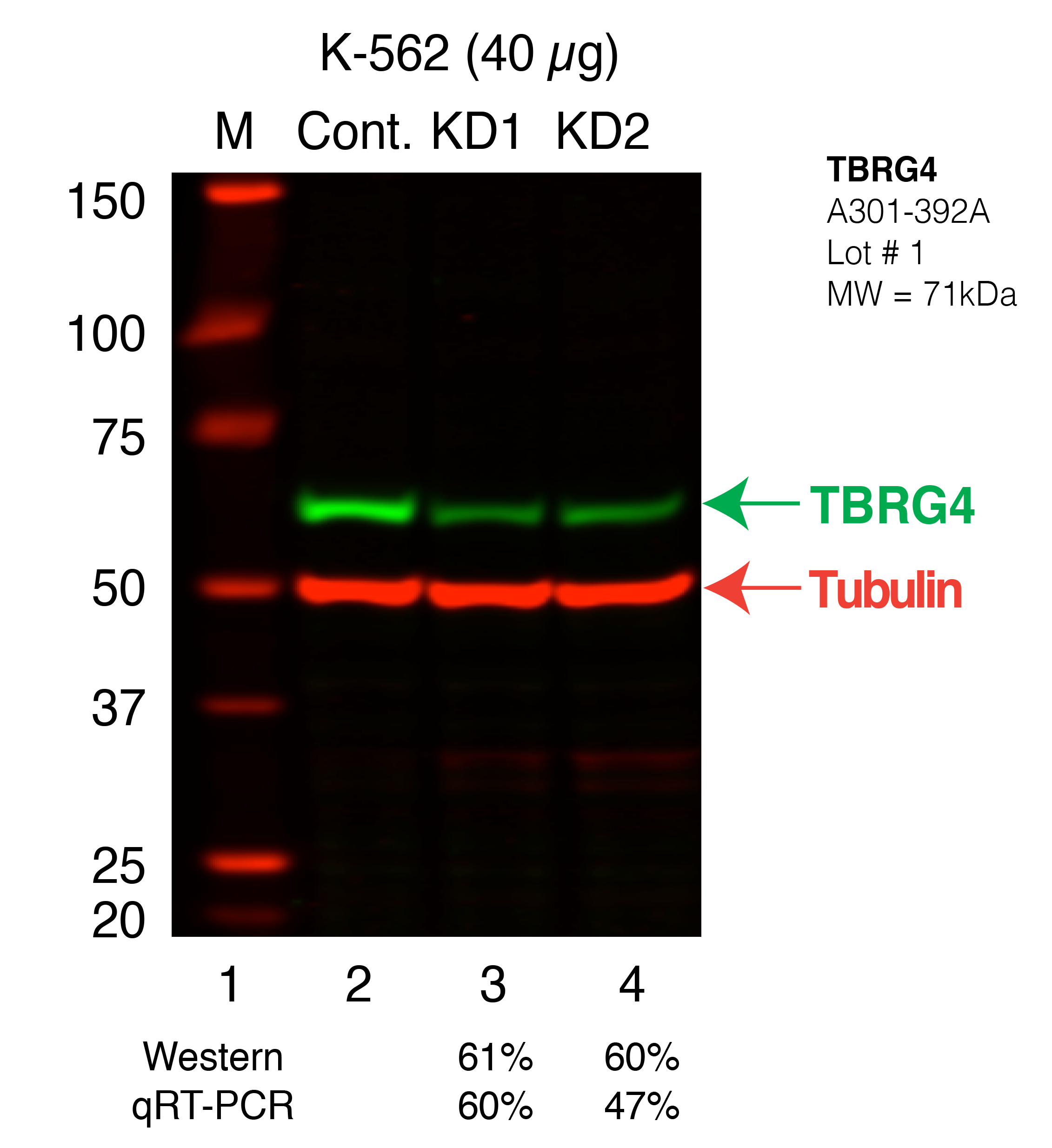 TBRG4_Secondary_Western.png<br>Caption: Western blot following shRNA against TBRG4 in K562 whole cell lysate using TBRG4 specific antibody. Lane 1 is a ladder, lane 2 is K562 non-targeting control knockdown, lane 3 and 4 are two different shRNAs against TBRG4. TBRG4 protein appears as the green band, Tubulin serves as a control and appears in red.