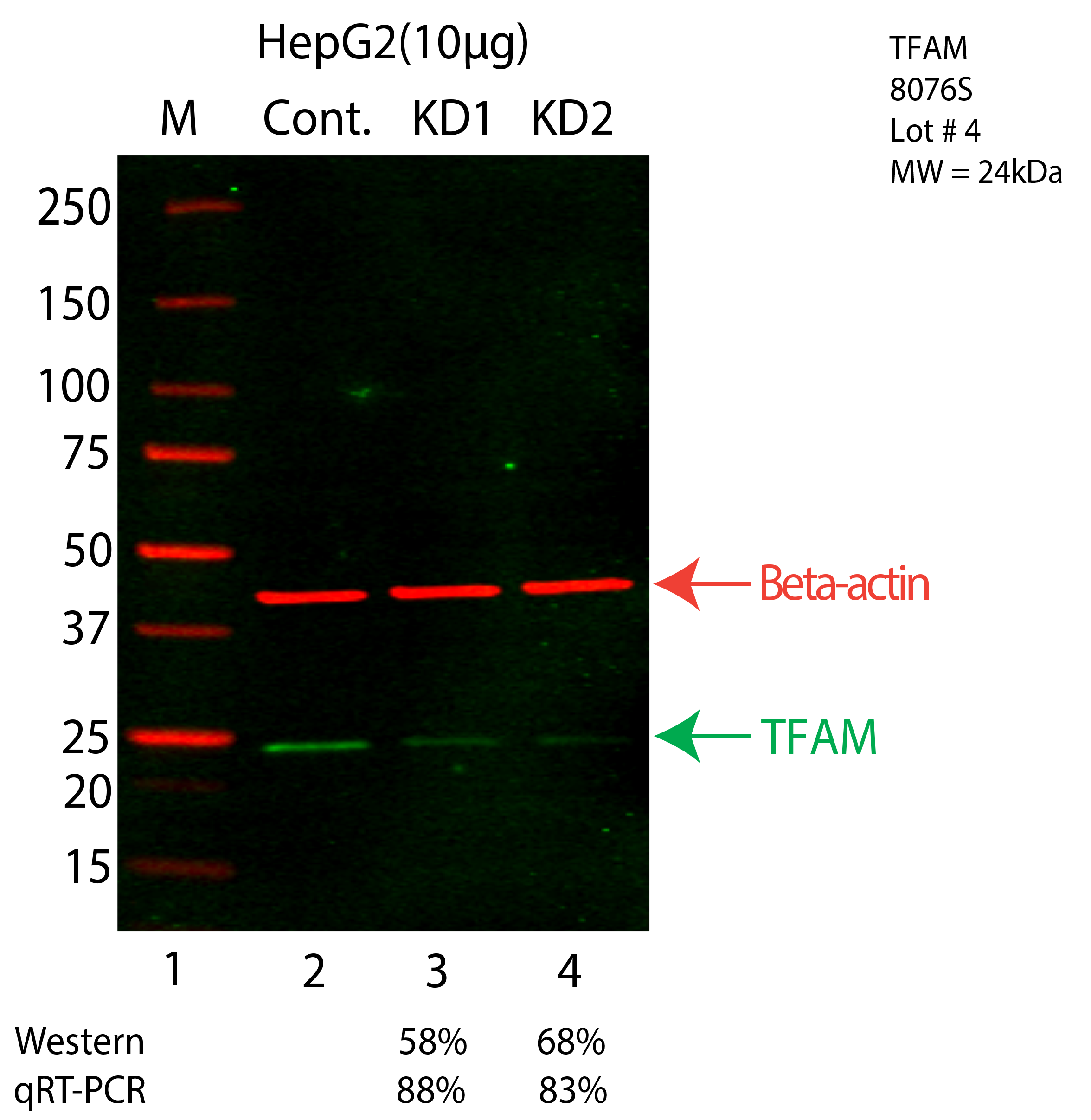 TFAM-HEPG2-CRISPR-8076S.png<br>Caption: Western blot following CRISPR against TFAM in HepG2 whole cell lysate using TFAM specific antibody. Lane 1 is a ladder, lane 2 is HepG2 non-targeting control knockdown, lane 3 and 4 are two different CRISPR against TFAM. TFAM protein appears as the green arrow, Beta-actin serves as a control and appears in red arrow.