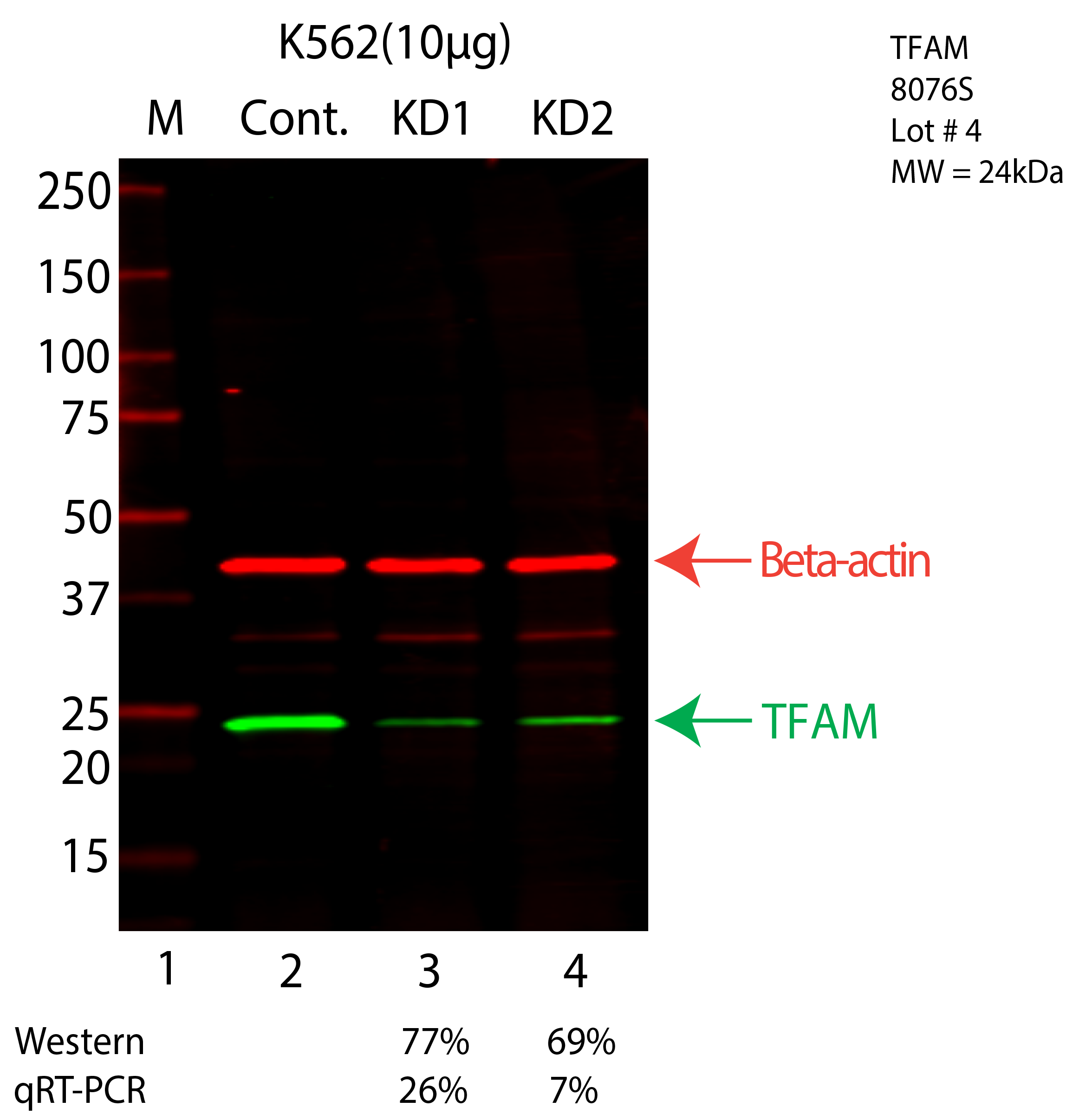 TFAM-K562-CRISPR-8076S.png<br>Caption: Western blot following CRISPR against TFAM in K562 whole cell lysate using TFAM specific antibody. Lane 1 is a ladder, lane 2 is K562 non-targeting control knockdown, lane 3 and 4 are two different CRISPR against TFAM. TFAM protein appears as the green arrow, Beta-actin serves as a control and appears in red arrow.