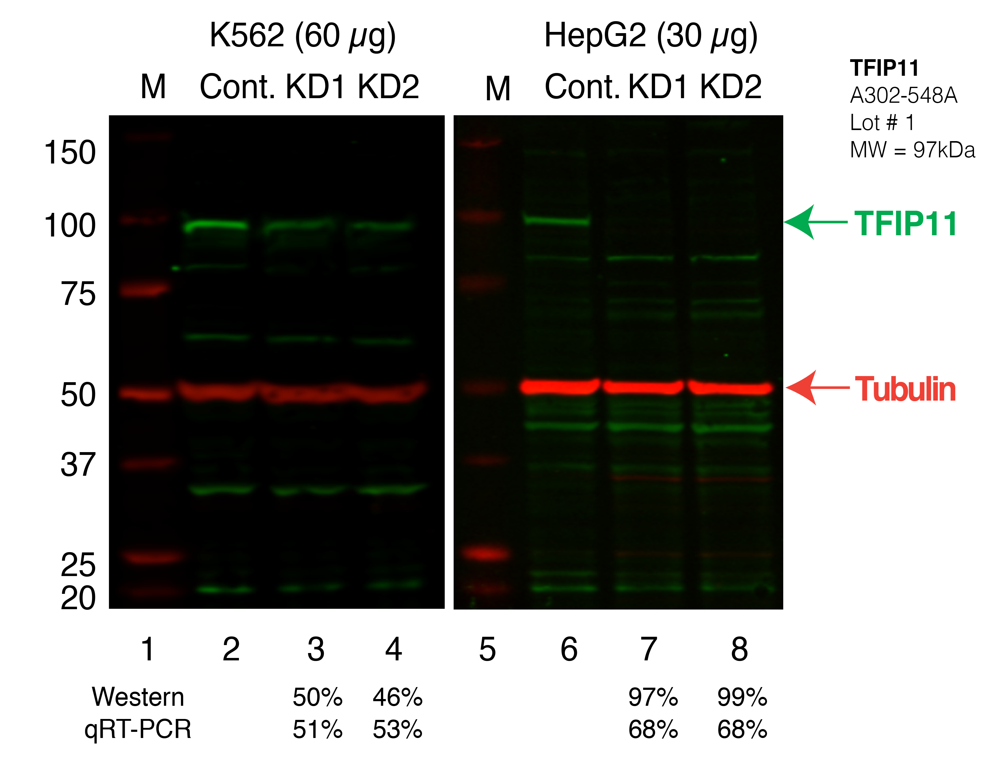 TFIP11_Secondary_Western.png<br>Caption: Western blot following shRNA against TFIP11 in K562 and HepG2 whole cell lysate using TFIP11 specific antibody. Lane 1 is a ladder, lane 2 is K562 non-targeting control knockdown, lane 3 and 4 are two different shRNAs against TFIP11. Lanes 5-8 follow the same pattern, but in HepG2. TFIP11 protein appears as the green band, Tubulin serves as a control and appears in red.