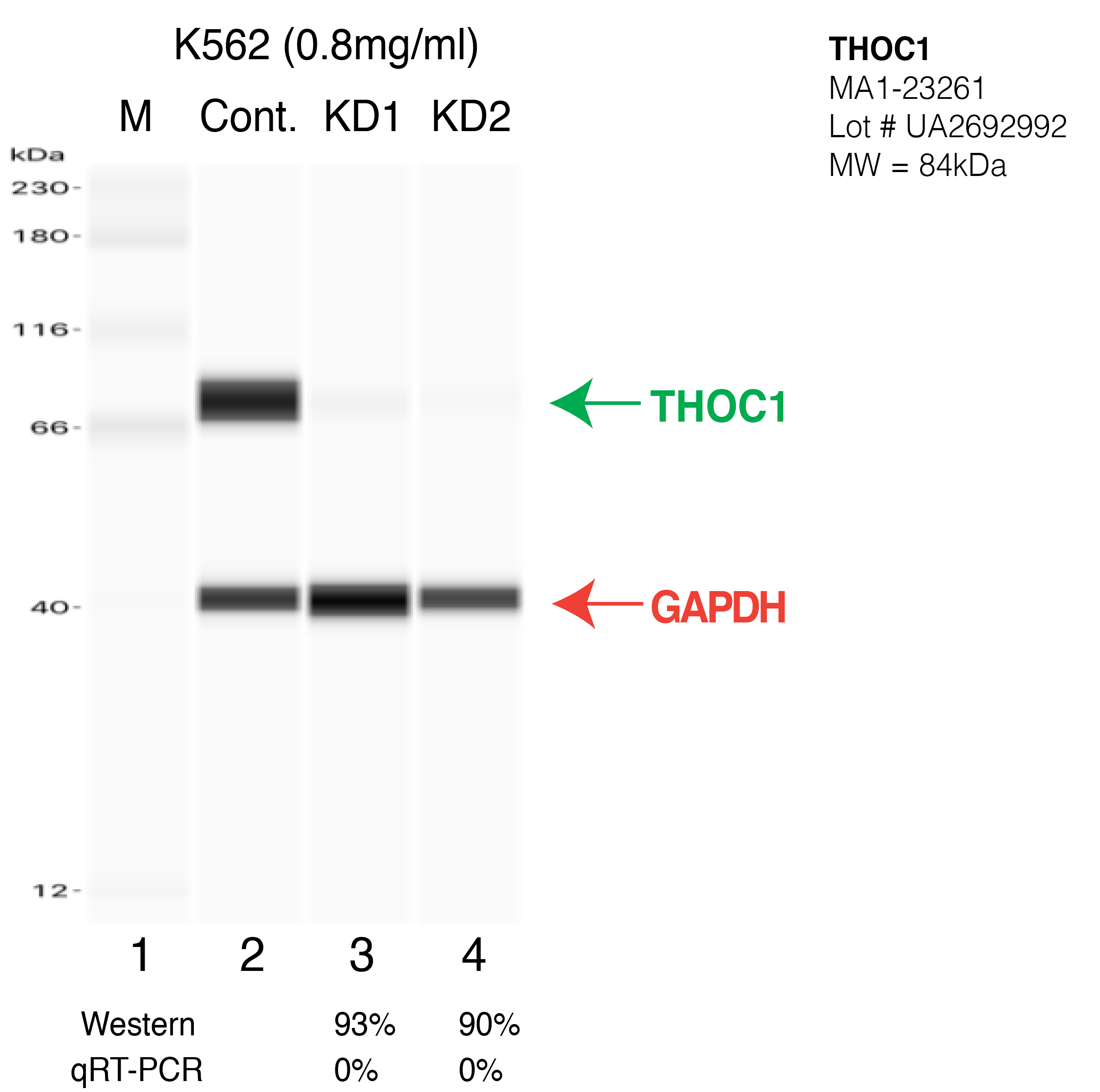 THOC1-K562-CRISPR-MA1-23261.png<br>Caption: Western blot following CRISPR against THOC1 in K562 whole cell lysate using THOC1 specific antibody. Lane 1 is a ladder, lane 2 is K562 non-targeting control knockdown, lane 3 and 4 are two different CRISPR against THOC1. THOC1 protein appears as the green arrow, GAPDH serves as a control and appears in red arrow.