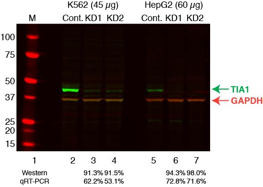 TIA1_Secondary_Western.jpg<br>Caption: Western blot following shRNA against Tia1 in K562 and HepG2 whole cell lysate using Tia1 specific antibody. Lane 1 is a ladder, lane 2 is K562 non-targeting control knockdown, lane 2 and 3 are two different shRNAs against Tia1. Lanes 5-7 follow the same pattern, but in HepG2. Tia1 protein appears as the green band, GAPDH serves as a control and appears in red.