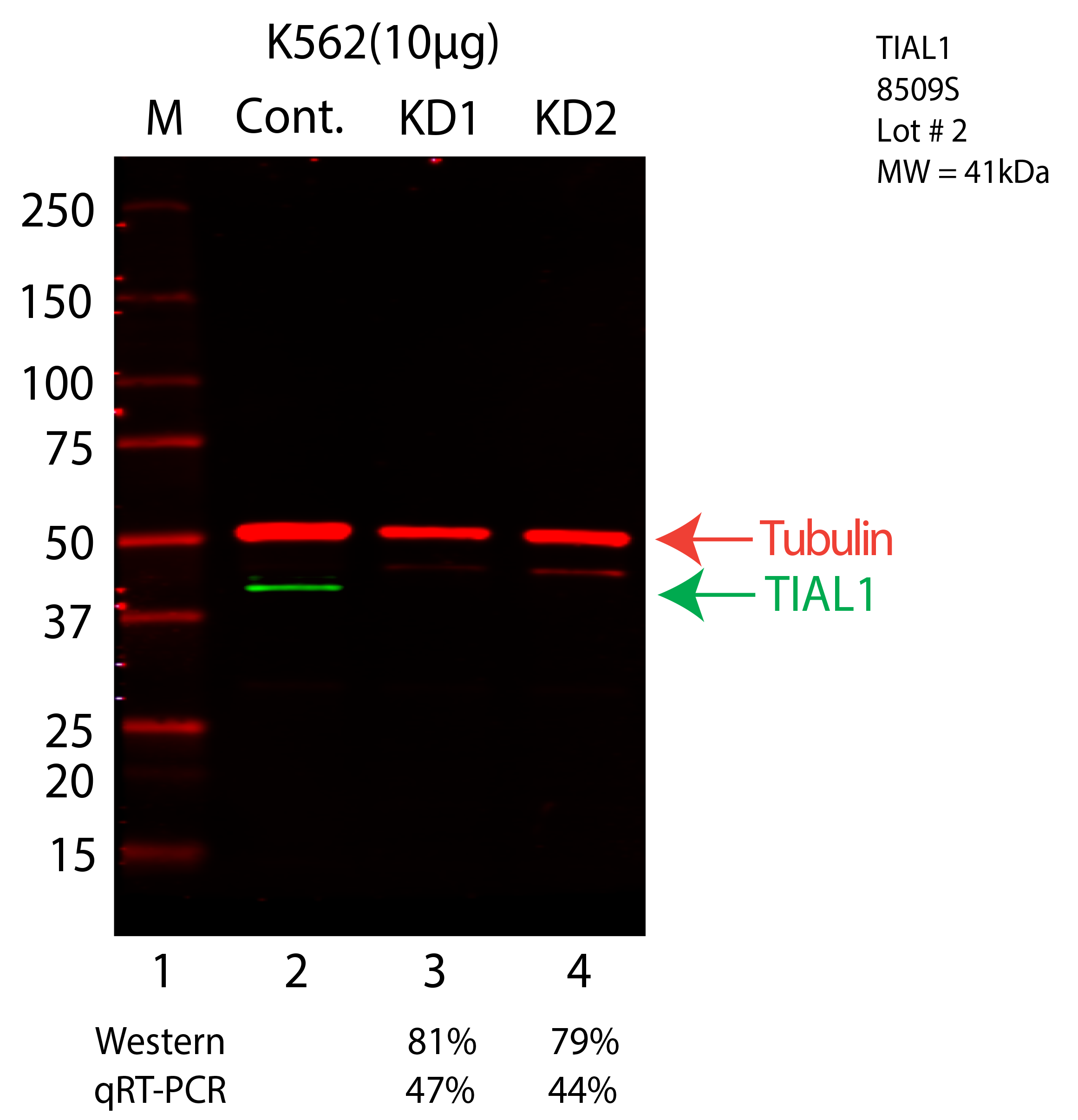 TIAL1-K562-8509S.png<br>Caption: Western blot following shRNA against TIAL1 in K562 whole cell lysate using TIAL1 specific antibody. Lane 1 is a ladder, lane 2 is K562 non-targeting control knockdown, lane 3 and 4 are two different shRNA against TIAL1. TIAL1 protein appears as the green arrow, Tubulin serves as a control and appears in red arrow.