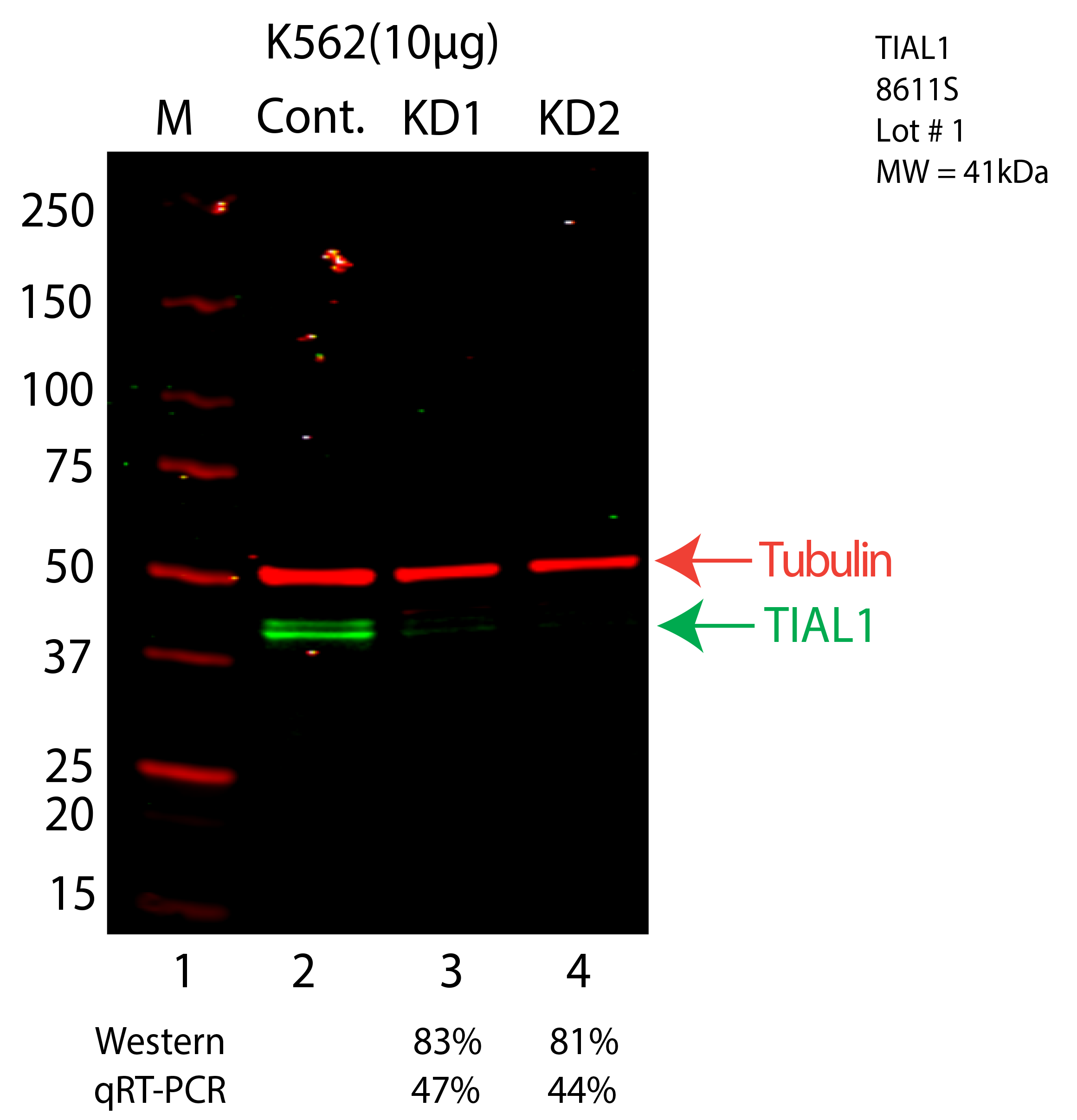 TIAL1-K562-8611S.png<br>Caption: Western blot following shRNA against TIAL1 in K562 whole cell lysate using TIAL1 specific antibody. Lane 1 is a ladder, lane 2 is K562 non-targeting control knockdown, lane 3 and 4 are two different shRNA against TIAL1. TIAL1 protein appears as the green arrow, Tubulin serves as a control and appears in red arrow.