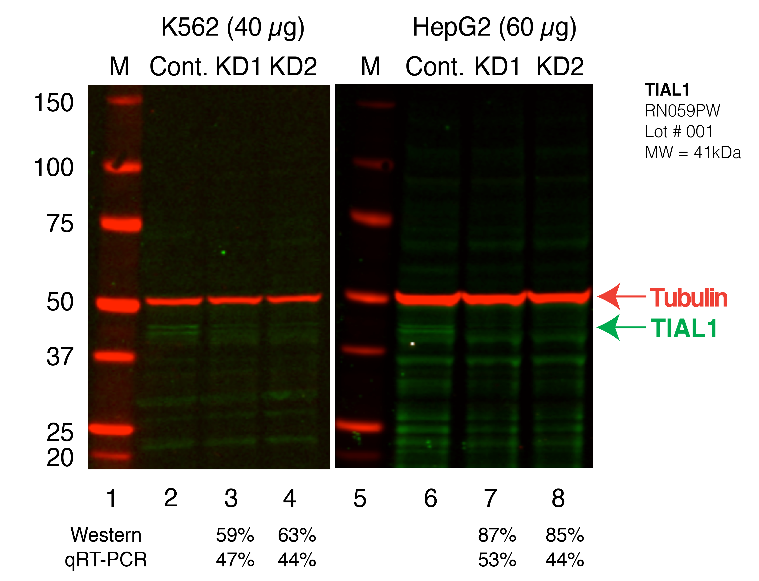 TIAL1_Secondary_Western.png<br>Caption: Western blot following shRNA against TIAL1 in K562 and HepG2 whole cell lysate using TIAL1 specific antibody. Lane 1 is a ladder, lane 2 is K562 non-targeting control knockdown, lane 3 and 4 are two different shRNAs against TIAL1. Lanes 5-8 follow the same pattern, but in HepG2. TIAL1 protein appears as the green band, Tubulin serves as a control and appears in red.