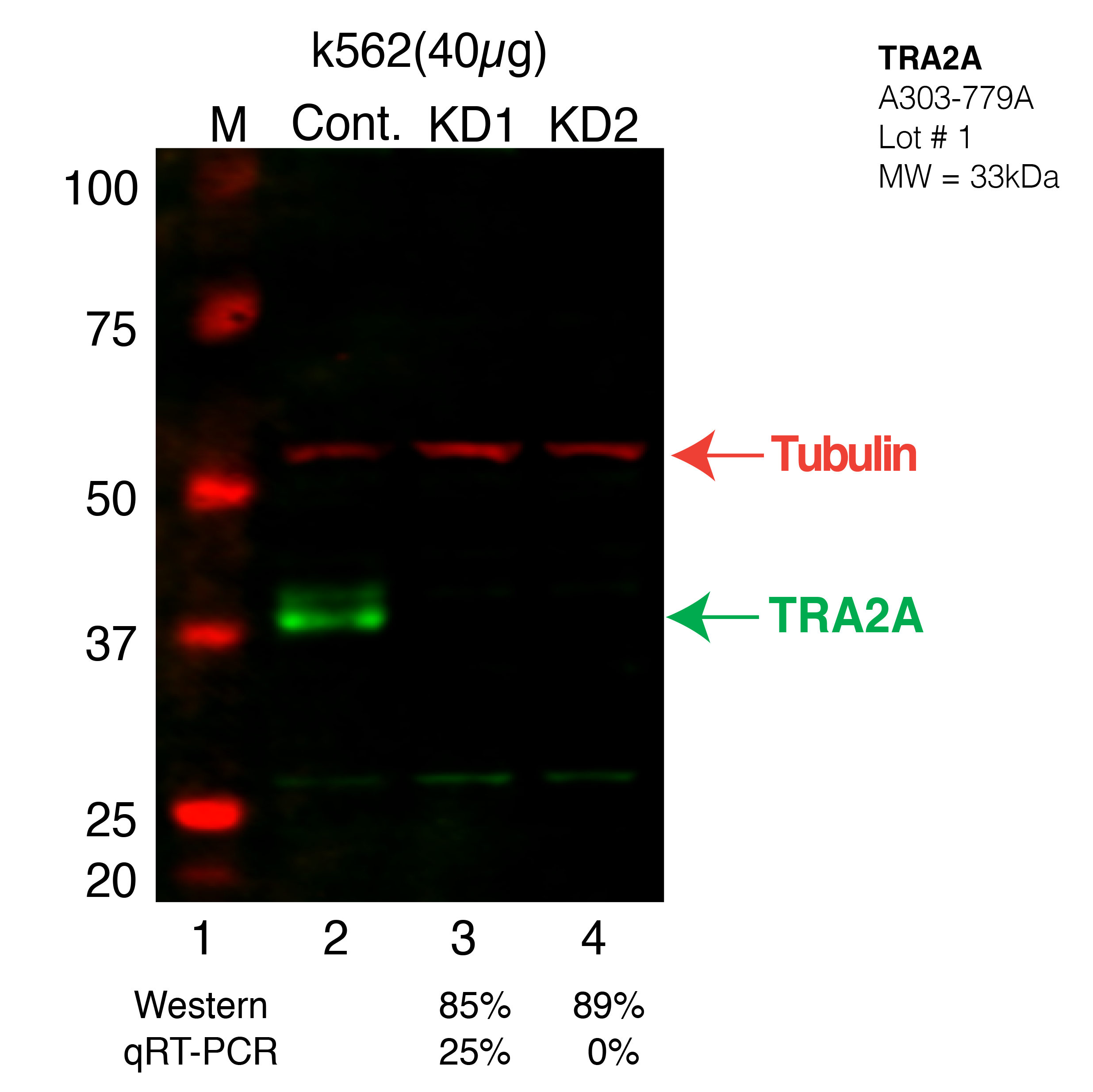 TRA2A-K562-CRISPR.png<br>Caption: Western blot following CRISPR against TRA2A in K562 whole cell lysate using TRA2A specific antibody. Lane 1 is a ladder, lane 2 is K562 non-targeting control knockdown, lane 3 and 4 are two different CRISPR against TRA2A. TRA2A protein appears as the green band, Tubulin serves as a control and appears in red.