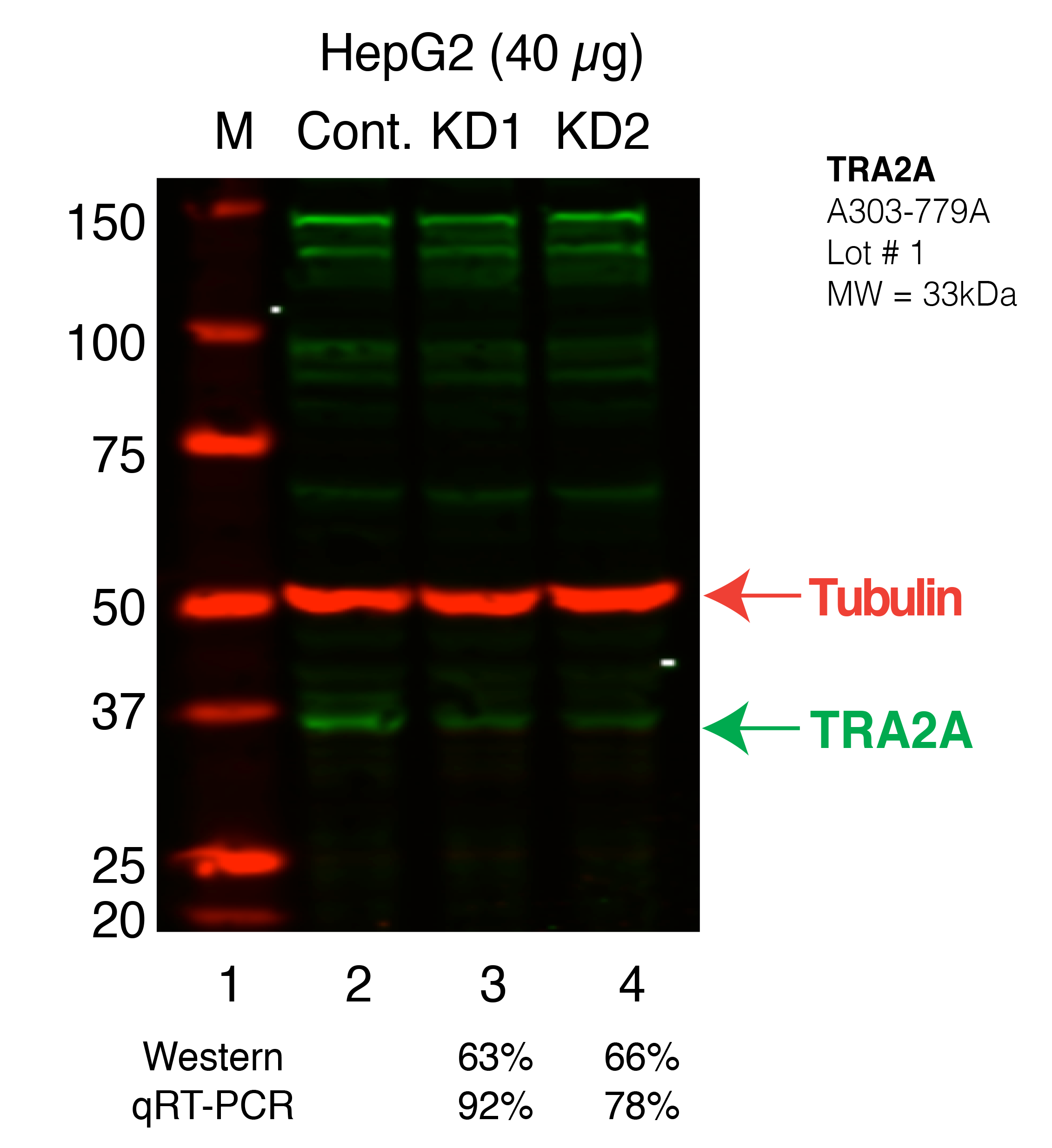 TRA2A_Secondary_Western.png<br>Caption: Western blot following shRNA against TRA2A in HepG2 whole cell lysate using TRA2A specific antibody. Lane 1 is a ladder, lane 2 is HepG2 non-targeting control knockdown, lane 3 and 4 are two different shRNAs against TRA2A. TRA2A protein appears as the green band, Tubulin serves as a control and appears in red.