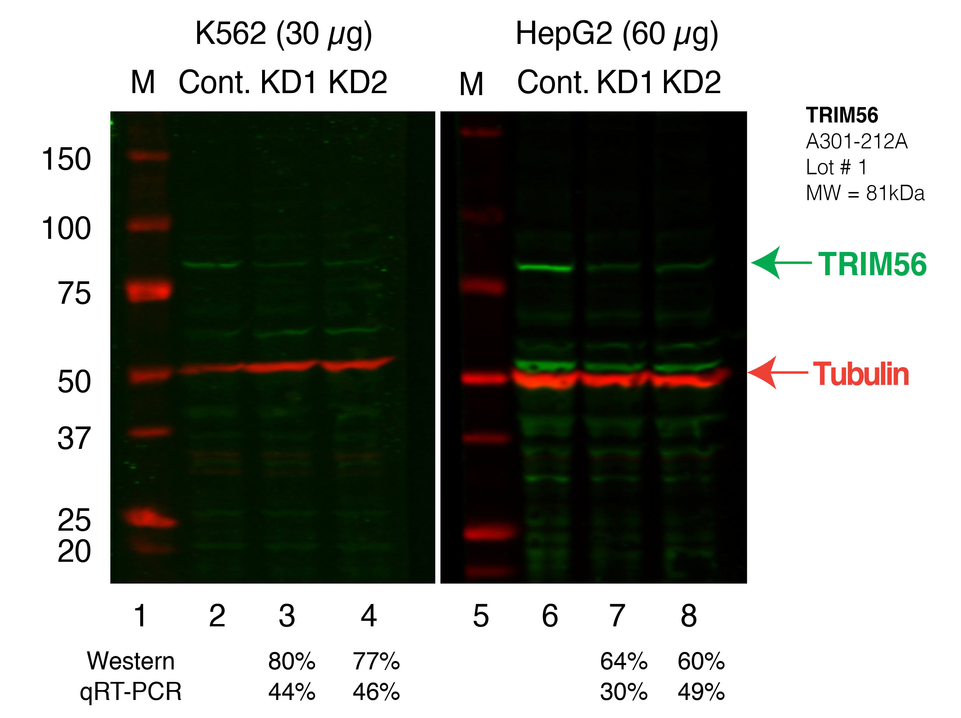 TRIM56_Secondary_Western.png<br>Caption: Western blot following shRNA against TRIM56 in K562 and HepG2 whole cell lysate using TRIM56 specific antibody. Lane 1 is a ladder, lane 2 is K562 non-targeting control knockdown, lane 3 and 4 are two different shRNAs against TRIM56. Lanes 5-8 follow the same pattern, but in HepG2. TRIM56 protein appears as the green band, Tubulin serves as a control and appears in red.