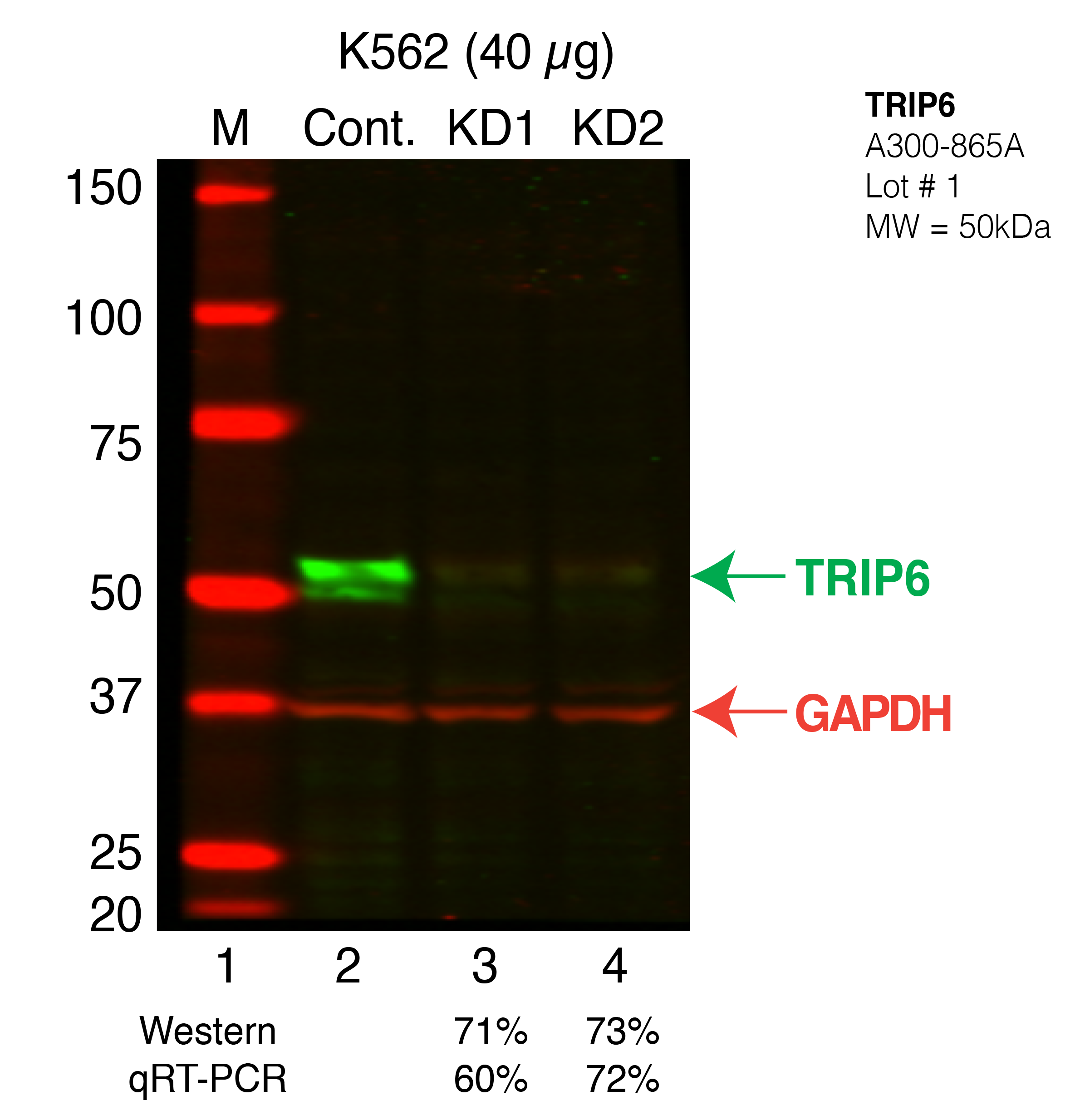 TRIP6-K562_Secondary_Western.png<br>Caption: Western blot following shRNA against TRIP6 in K562 whole cell lysate using TRIP6 specific antibody. Lane 1 is a ladder, lane 2 is K562 non-targeting control knockdown TRIP6. TRIP6 protein appears as the green band, GAPDH serves as a control and appears in red.