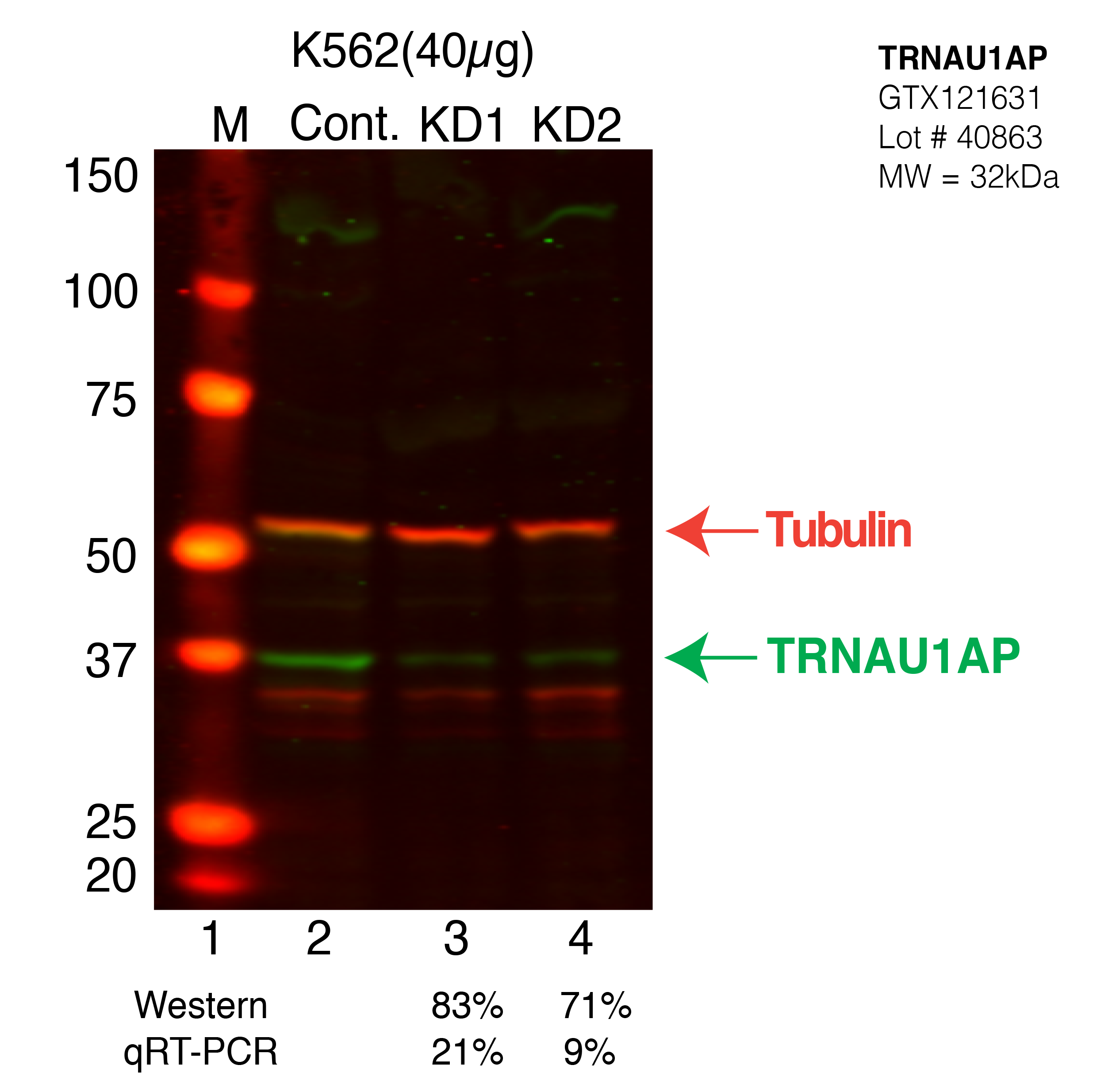 TRNAU1AP-CRISPR-K562.png<br>Caption: Western blot following CRISPR against TRNAU1AP in K562 whole cell lysate using TRNAU1AP specific antibody. Lane 1 is a ladder, lane 2 is K562 non-targeting control knockdown, lane 3 and 4 are two different CRISPR against TRNAU1AP. TRNAU1AP protein appears as the green arrow, Tubulin serves as a control and appears in red arrow.