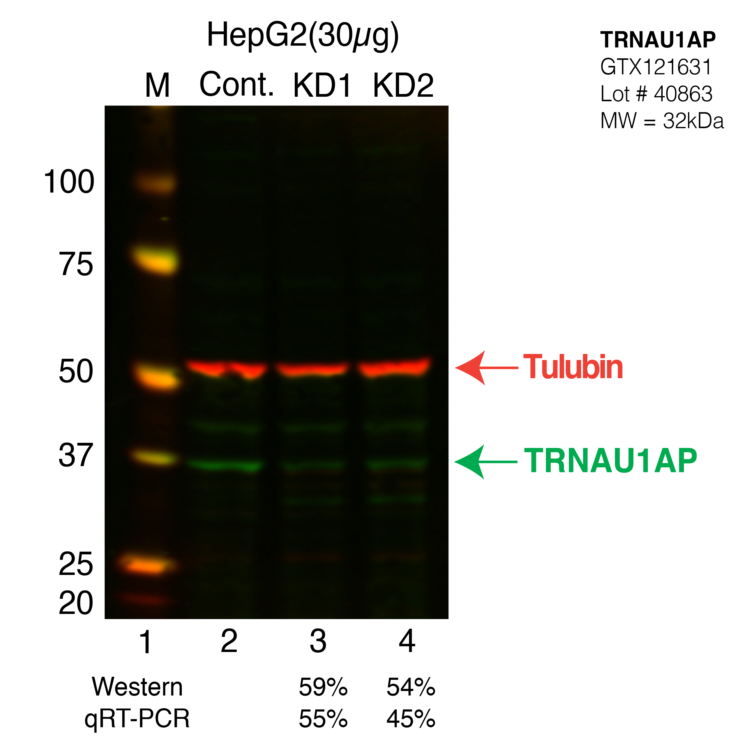 TRNAU1AP-HEPG2-CRISPR.png<br>Caption: Western blot following CRISPR against TRNAU1AP in HepG2 whole cell lysate using TRNAU1AP specific antibody. Lane 1 is a ladder, lane 2 is HepG2 non-targeting control knockdown, lane 3 and 4 are two different CRISPR against TRNAU1AP.TRNAU1AP protein appears as the green band, Tubulin serves as a control and appears in red.