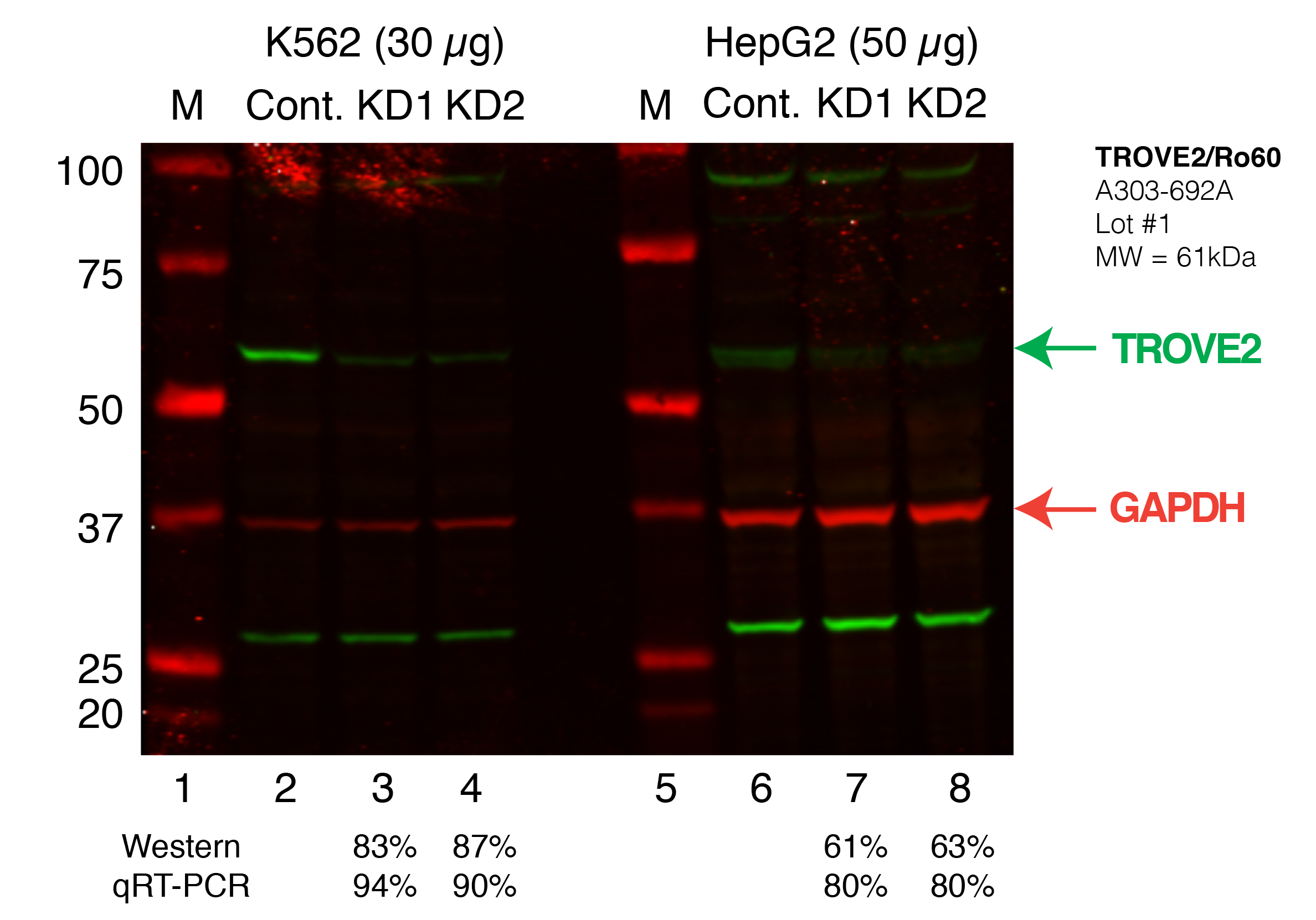 TROVE2_Secondary_Western.png<br>Caption: Western blot following shRNA against TROVE2 in K562 and HepG2 whole cell lysate using TROVE2 specific antibody. Lane 1 is a ladder, lane 2 is K562 non-targeting control knockdown, lane 2 and 3 are two different shRNAs against TROVE2. Lanes 5-7 follow the same pattern, but in HepG2. TROVE2 protein appears as the green band, GAPDH serves as a control and appears in red.