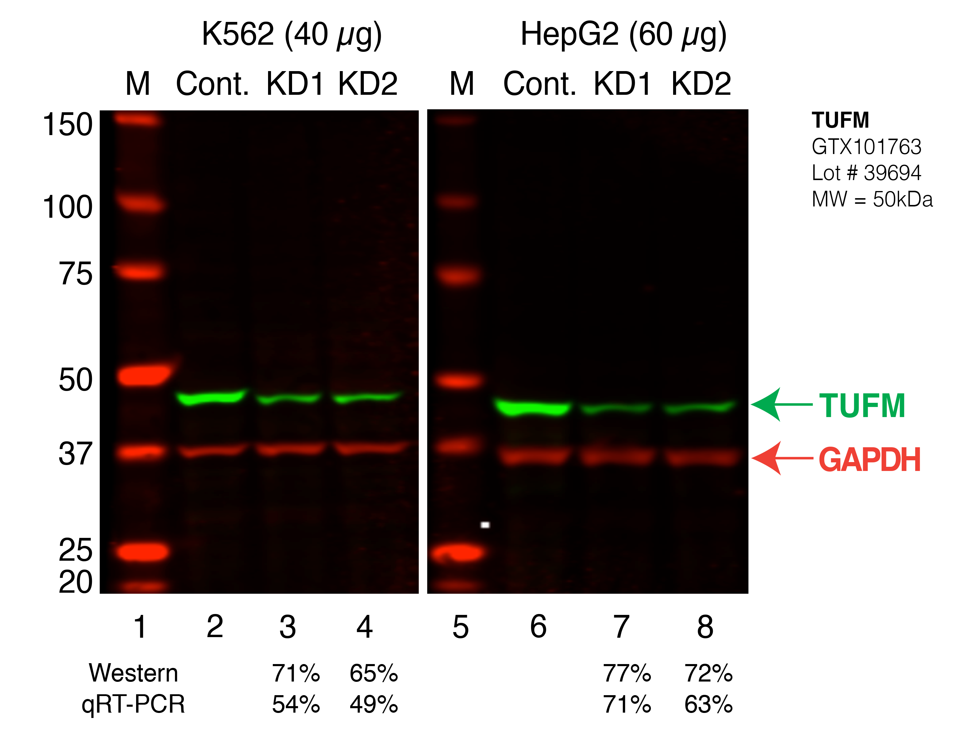 TUFM_Secondary_Western.png<br>Caption: Western blot following shRNA against TUFM in K562 and HepG2 whole cell lysate using TUFM specific antibody. Lane 1 is a ladder, lane 2 is K562 non-targeting control knockdown, lane 3 and 4 are two different shRNAs against TUFM. Lanes 5-8 follow the same pattern, but in HepG2. TUFM protein appears as the green band, GAPDH serves as a control and appears in red.