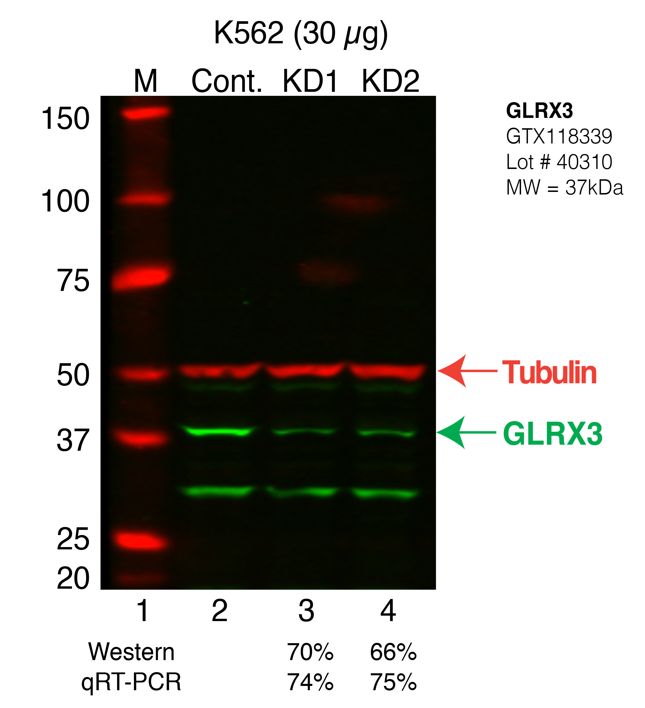 TXNL2-K562_Secondary_Western.png<br>Caption: Western blot following shRNA against TXNL2 in K562 whole cell lysate using TXNL2 specific antibody. Lane 1 is a ladder, lane 2 is K562 non-targeting control knockdown, lane 3 and 4 are two different shRNAs against TXNL2. TXNL2 protein appears as the green band, Tubulin serves as a control and appears in red.