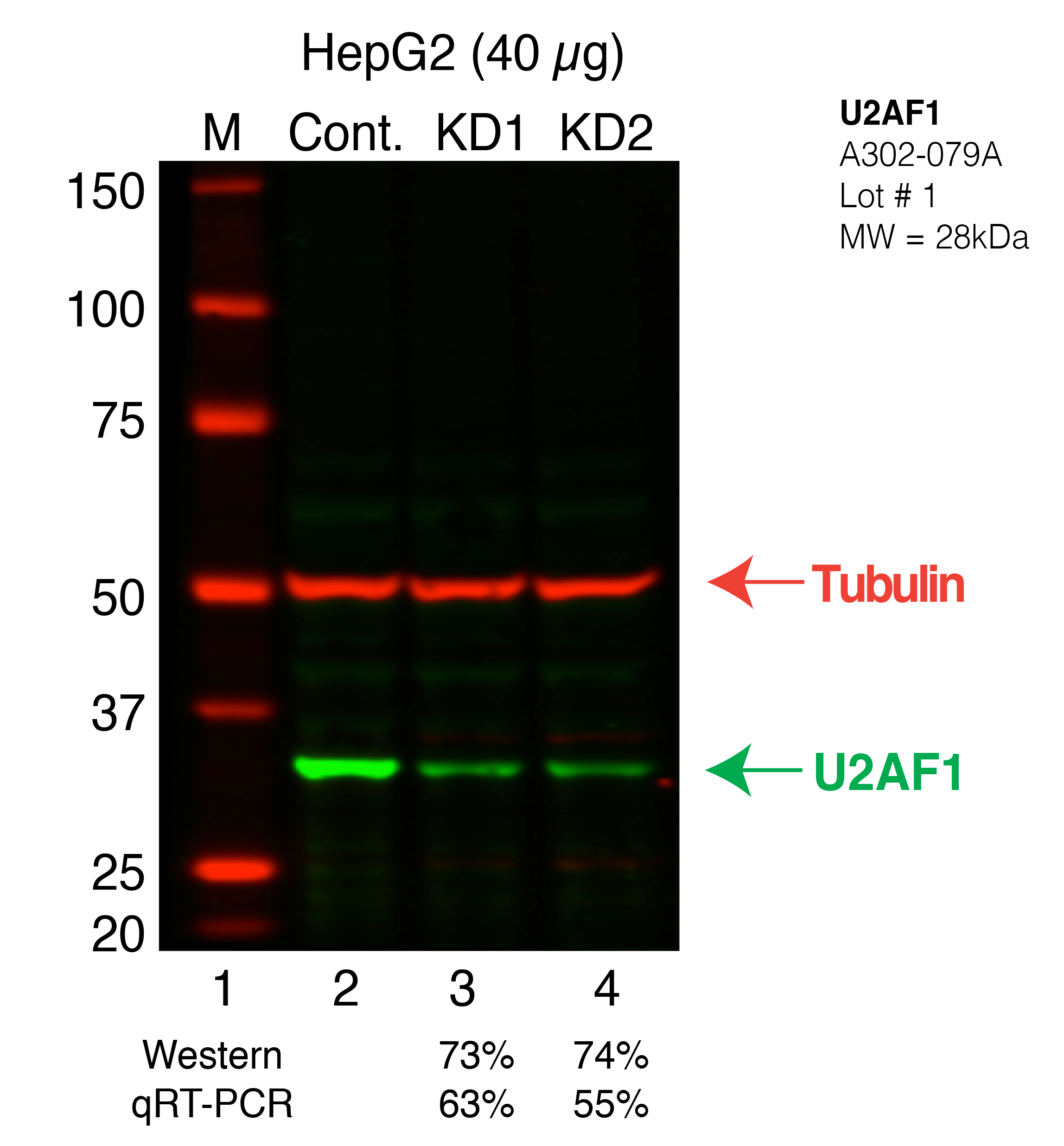 U2AF1-HEPG2_Secondary_Western.png<br>Caption: Western blot following shRNA against U2AF1 in HepG2 whole cell lysate using U2AF1 specific antibody. Lane 1 is a ladder, lane 2 is HepG2 non-targeting control knockdown, lane 3 and 4 are two different shRNAs against U2AF1.U2AF1 protein appears as the green band, Tubulin serves as a control and appears in red.