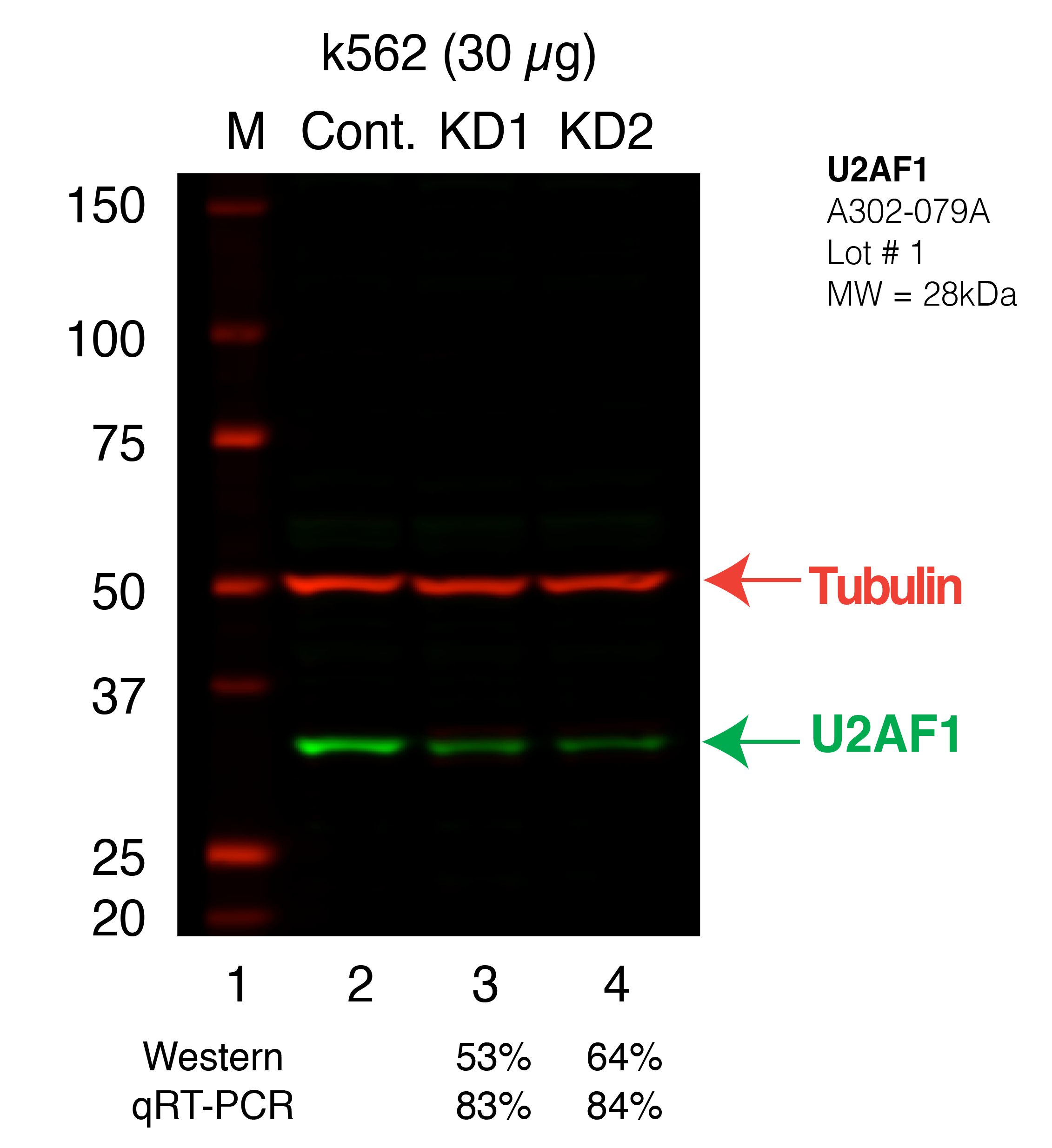 U2AF1-k562_Secondary_Western.png<br>Caption: Western blot following shRNA against U2AF1 in K562 whole cell lysate using U2AF1 specific antibody. Lane 1 is a ladder, lane 2 is K562 non-targeting control knockdown, lane 3 and 4 are two different shRNAs against U2AF1.U2AF1 protein appears as the green band, Tubulin serves as a control and appears in red.