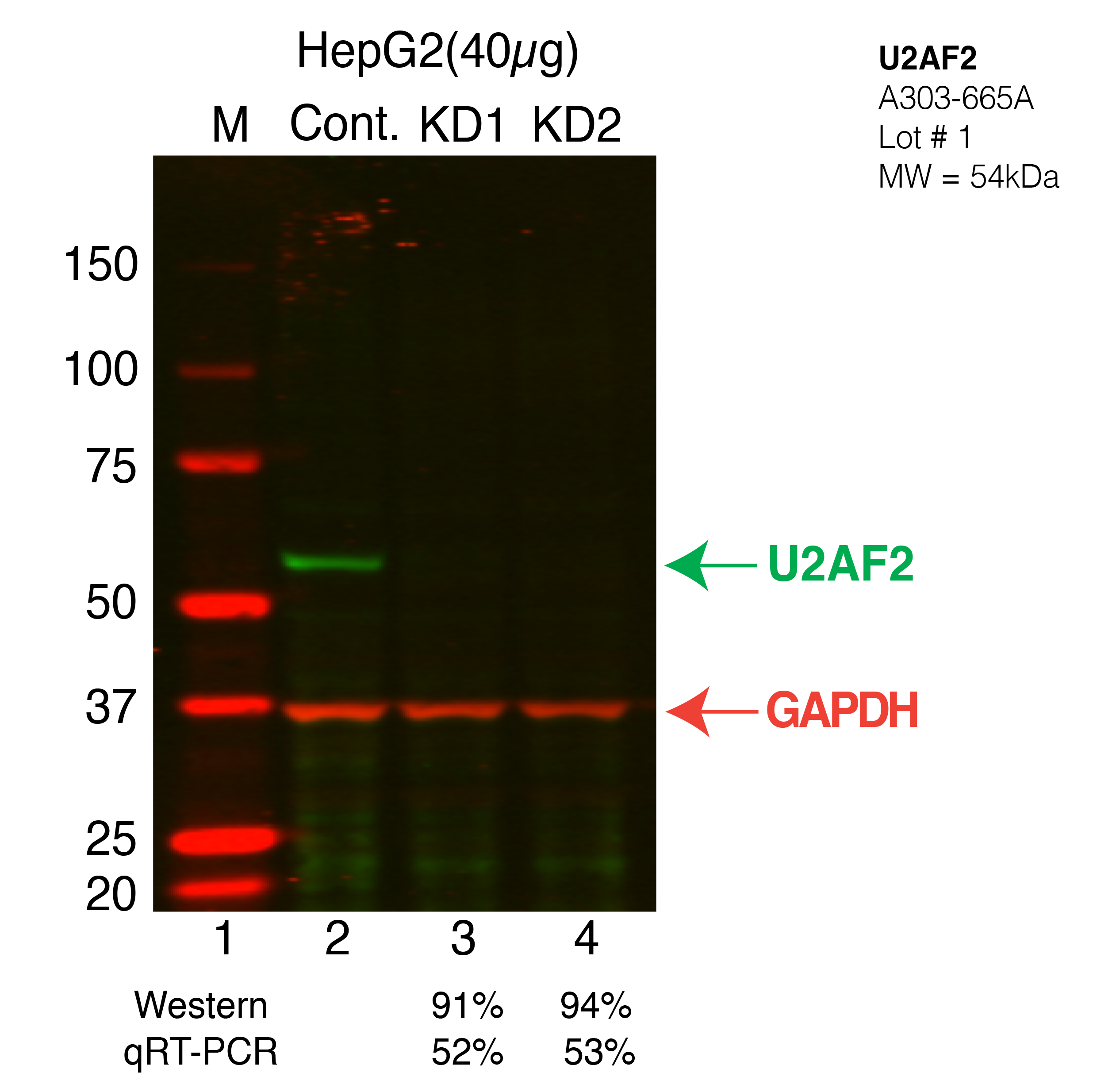 U2AF2-LV26-HepG2.png<br>Caption: Western blot following shRNA against U2AF2 in HepG2 whole cell lysate using U2AF2 specific antibody. Lane 1 is a ladder, lane 2 is HepG2 non-targeting control knockdown, lane 3 and 4 are two different shRNA against U2AF2.U2AF2 protein appears as the green band, GAPDH serves as a control and appears in red.