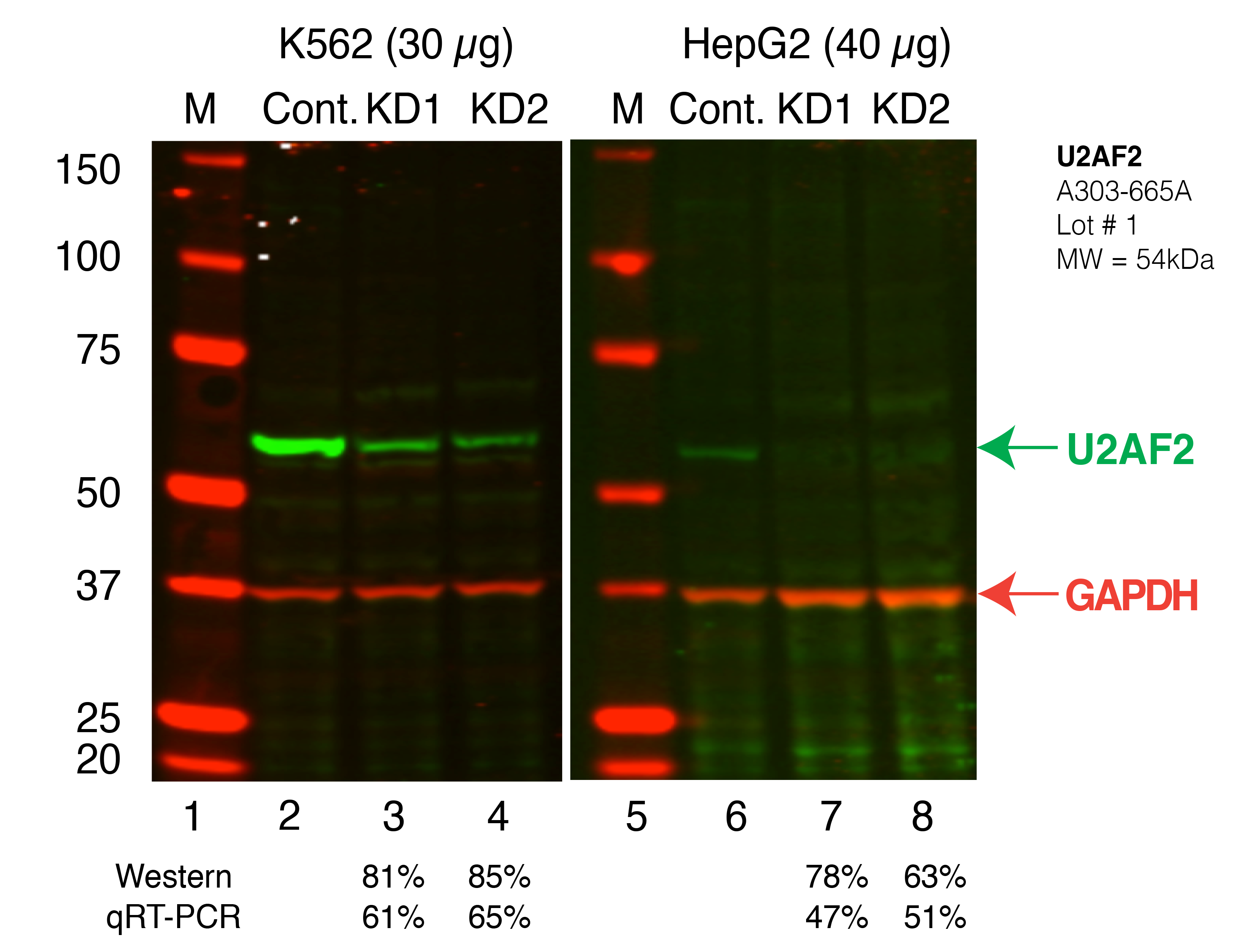 U2AF2_Secondary_Western.png<br>Caption: Western blot following shRNA against U2AF2 in K562 and HepG2 whole cell lysate using U2AF2 specific antibody. Lane 1 is a ladder, lane 2 is K562 non-targeting control knockdown, lane 3 and 4 are two different shRNAs against U2AF2. Lanes 5-8 follow the same pattern, but in HepG2. U2AF2 protein appears as the green band, GAPDH serves as a control and appears in red.