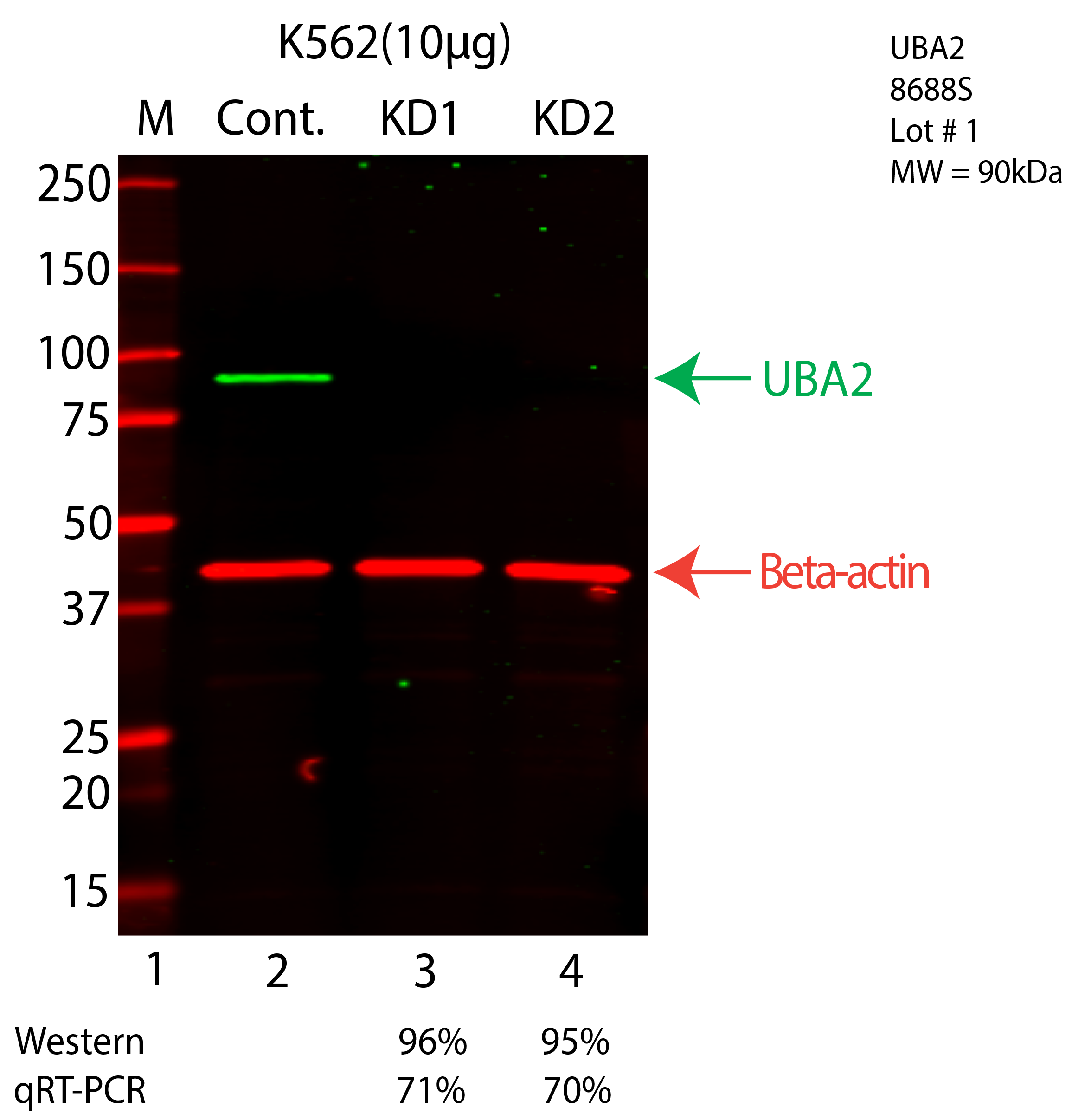 UBA2-K562-CRISPR-8688S.png<br>Caption: Western blot following CRISPR against UBA2 in K562 whole cell lysate using UBA2 specific antibody. Lane 1 is a ladder, lane 2 is K562 non-targeting control knockdown, lane 3 and 4 are two different CRISPR against UBA2. UBA2 protein appears as the green arrow, Beta-actin serves as a control and appears in red arrow.