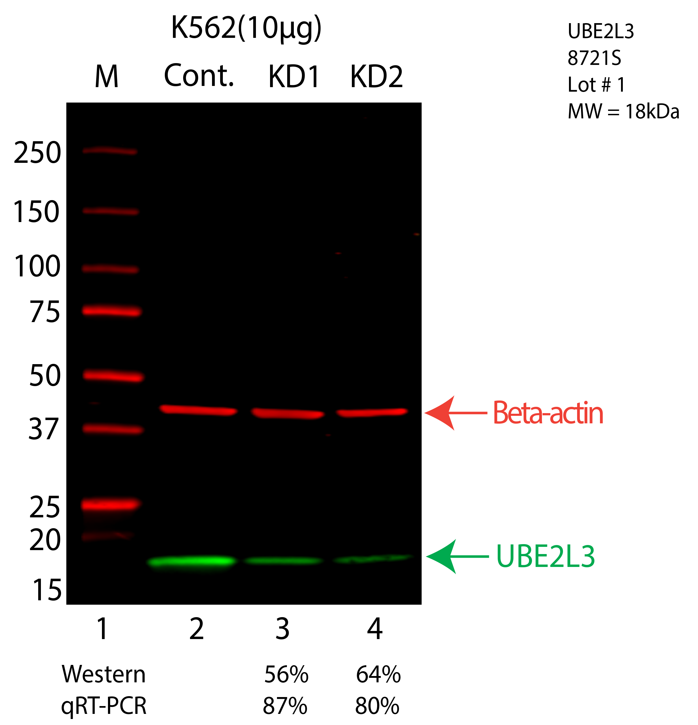 UBE2L3-K562-8721S.png<br>Caption: Western blot following shRNA against UBE2L3 in K562 whole cell lysate using UBE2L3 specific antibody. Lane 1 is a ladder, lane 2 is K562 non-targeting control knockdown, lane 3 and 4 are two different shRNA against UBE2L3. UBE2L3 protein appears as the green arrow, Beta-actin serves as a control and appears in red arrow.