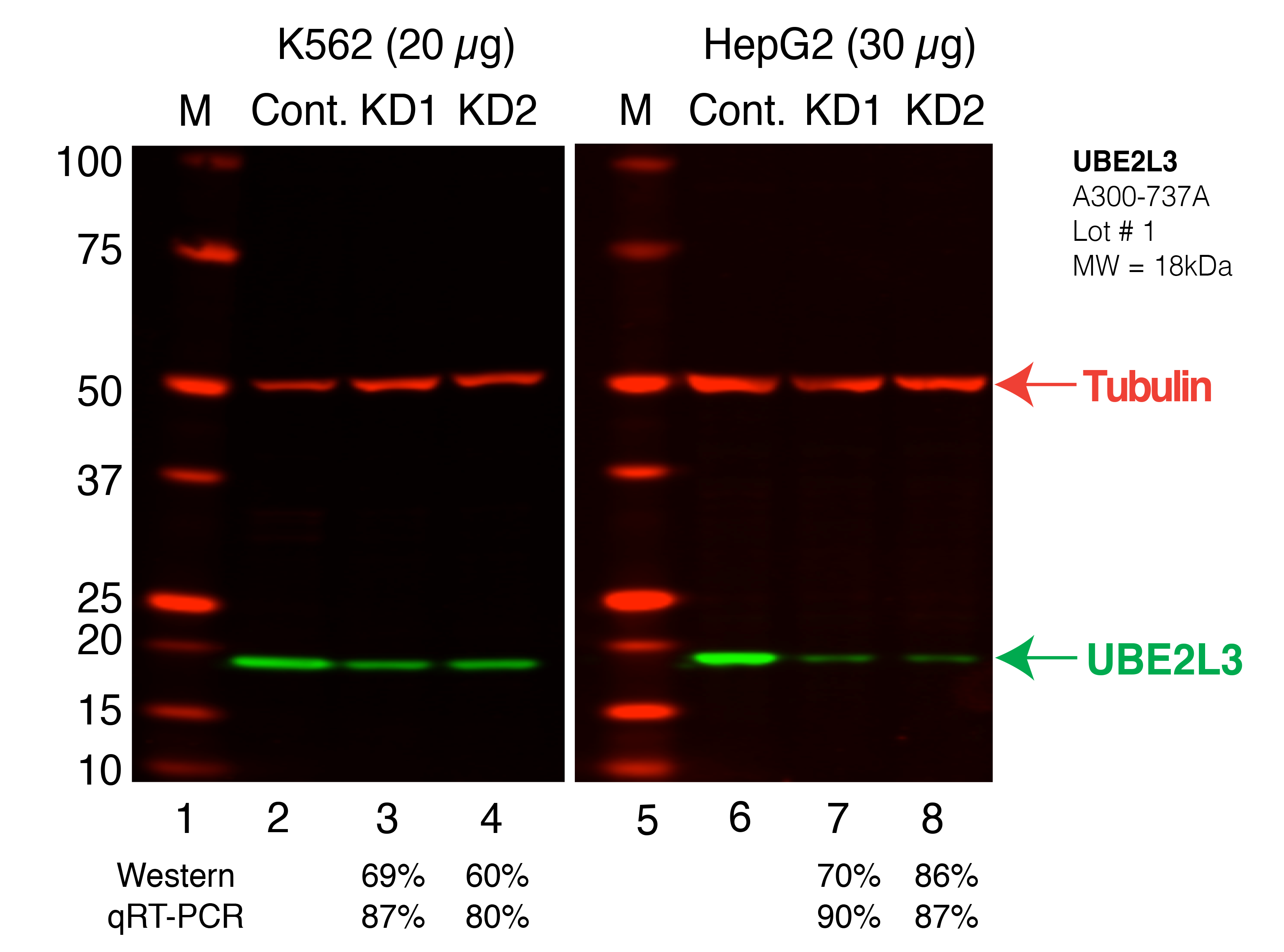 UBE2L3_Secondary_Western.png<br>Caption: Western blot following shRNA against UBE2L3 in K562 and HepG2 whole cell lysate using UBE2L3 specific antibody. Lane 1 is a ladder, lane 2 is K562 non-targeting control knockdown, lane 3 and 4 are two different shRNAs against UBE2L3. Lanes 5-8 follow the same pattern, but in HepG2. UBE2L3 protein appears as the green band, Tubulin serves as a control and appears in red.