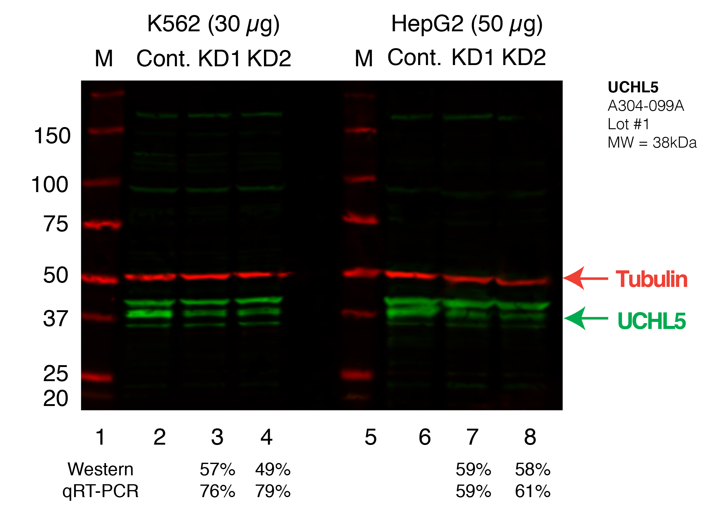 UCHL5_Secondary_Western.png<br>Caption: Western blot following shRNA against UCHL5 in K562 and HepG2 whole cell lysate using UCHL5 specific antibody. Lane 1 is a ladder, lane 2 is K562 non-targeting control knockdown, lane 2 and 3 are two different shRNAs against UCHL5. Lanes 5-7 follow the same pattern, but in HepG2. UCHL5 protein appears as the green band, GAPDH serves as a control and appears in red.