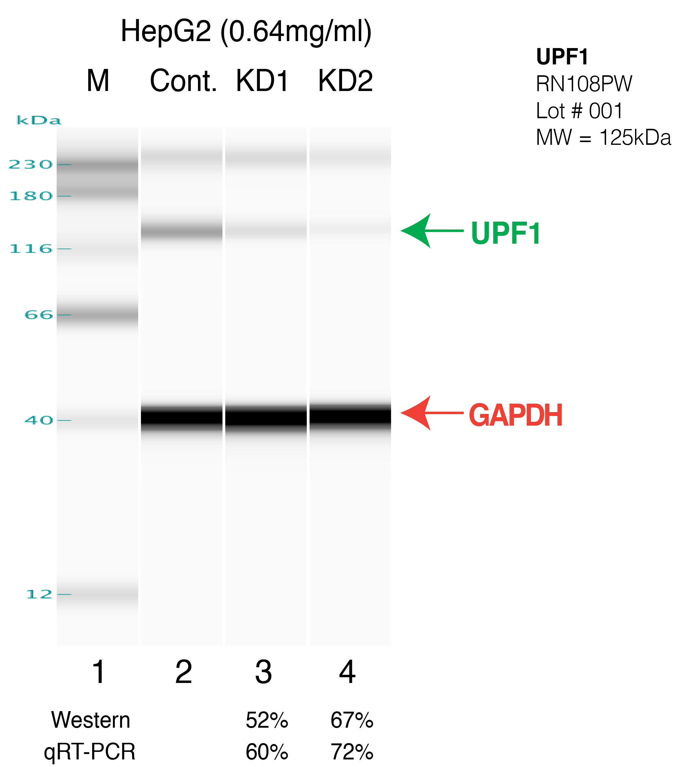 UPF1-HEPG2.png<br>Caption: Western blot following shRNA against UPF1 in HepG2 whole cell lysate using UPF1 specific antibody. Lane 1 is a ladder, lane 2 is HepG2 non-targeting control knockdown, lane 3 and 4 are two different shRNAs against UPF1. UPF1 protein appears as the green arrow, GAPDH serves as a control and appears in red arrow.