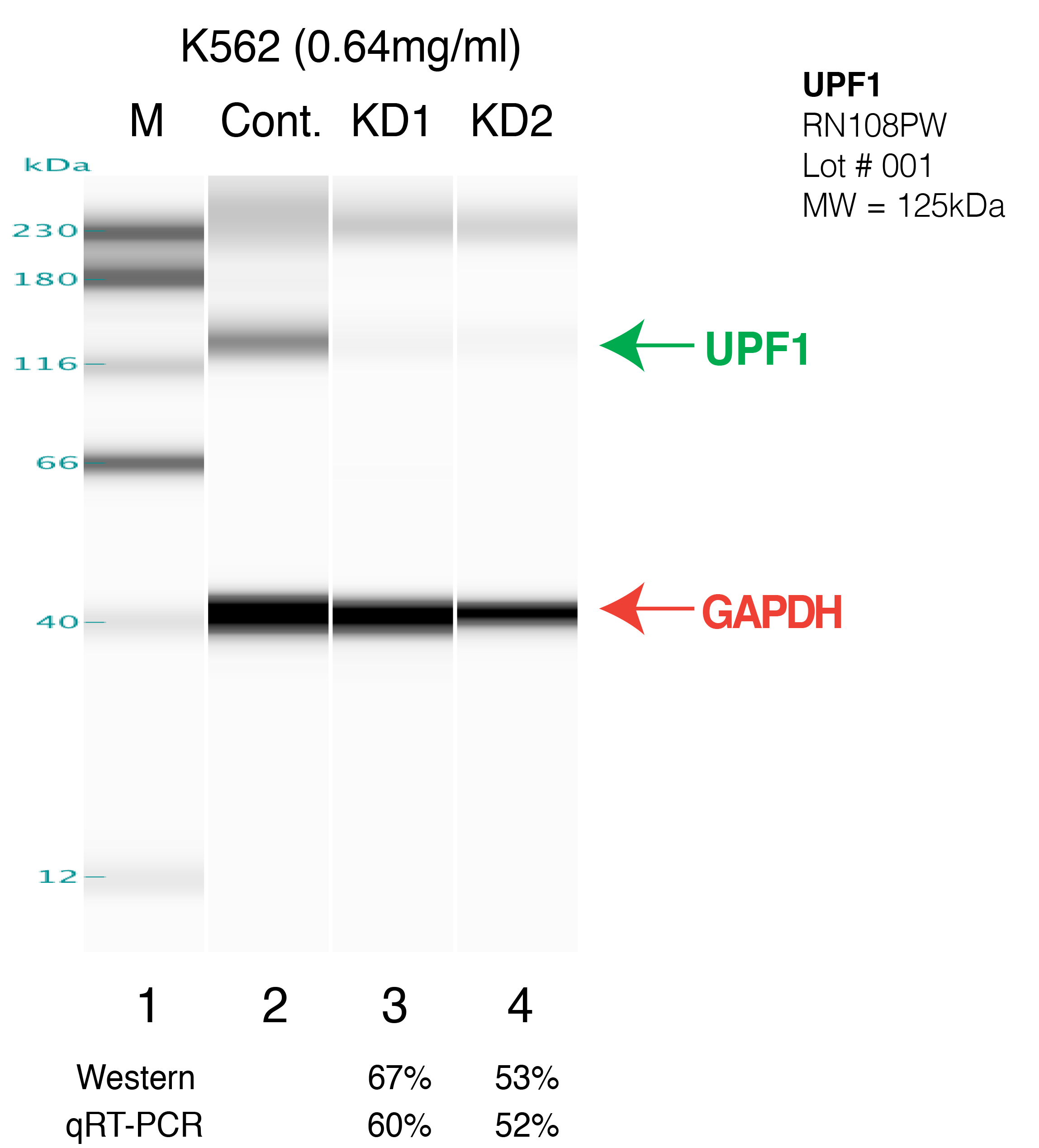 UPF1-K562.png<br>Caption: Western blot following shRNA against UPF1 in K562 whole cell lysate using UPF1 specific antibody. Lane 1 is a ladder, lane 2 is K562 non-targeting control knockdown, lane 3 and 4 are two different shRNAs against UPF1. UPF1 protein appears as the green arrow, GAPDH serves as a control and appears in red arrow.