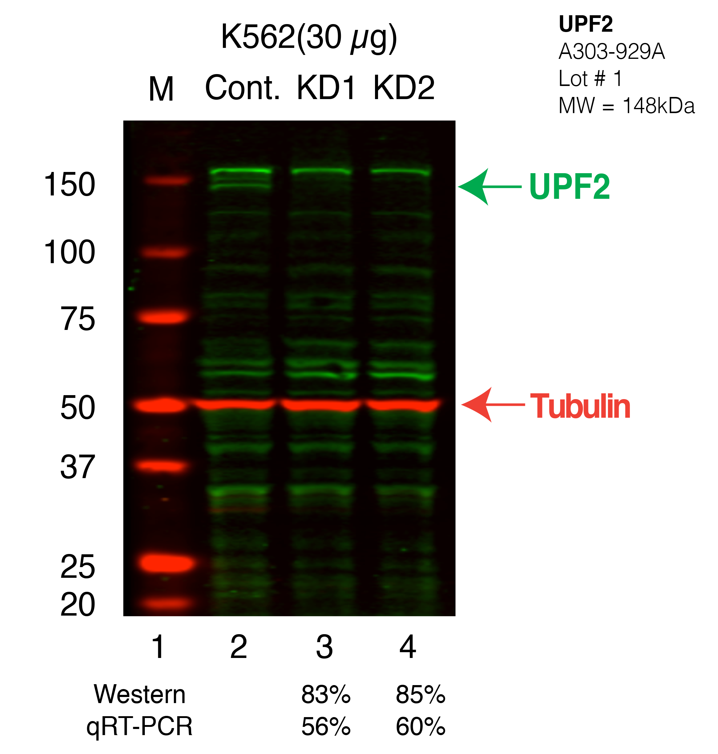 UPF2-K562_Secondary_Western.png<br>Caption: Western blot following shRNA against UPF2 in K562 whole cell lysate using UPF2 specific antibody. Lane 1 is a ladder, lane 2 is K562 non-targeting control knockdown, lane 3 and 4 are two different shRNAs against UPF2.UPF2 protein appears as the green band, Tubulin serves as a control and appears in red.