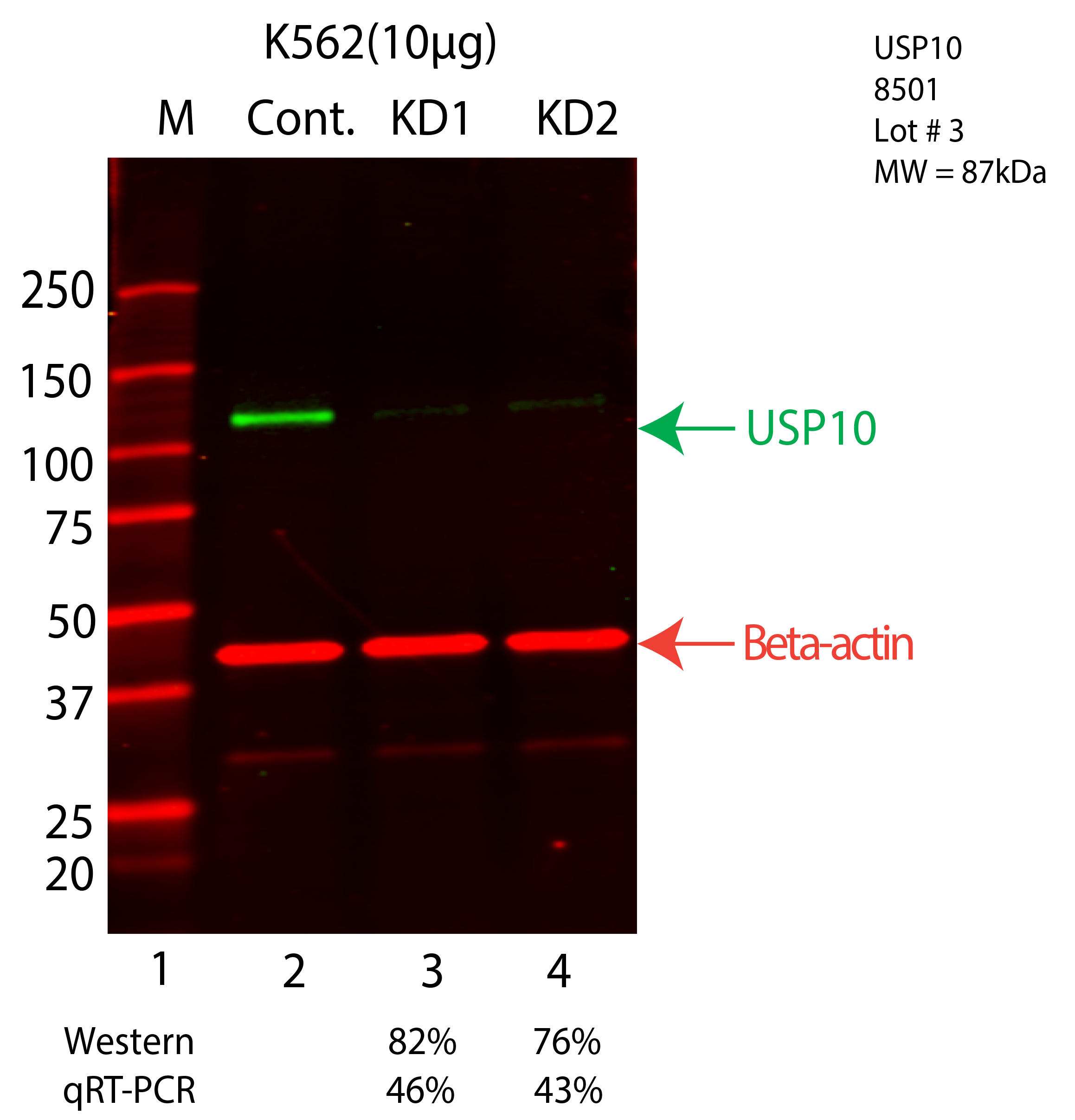 USP10-K562-CRISPR-8501.png<br>Caption: Western blot following CRISPR against USP10 in K562 whole cell lysate using USP10 specific antibody. Lane 1 is a ladder, lane 2 is K562 non-targeting control knockdown, lane 3 and 4 are two different CRISPR against USP10. USP10 protein appears as the green arrow, Beta-actin serves as a control and appears in red arrow.