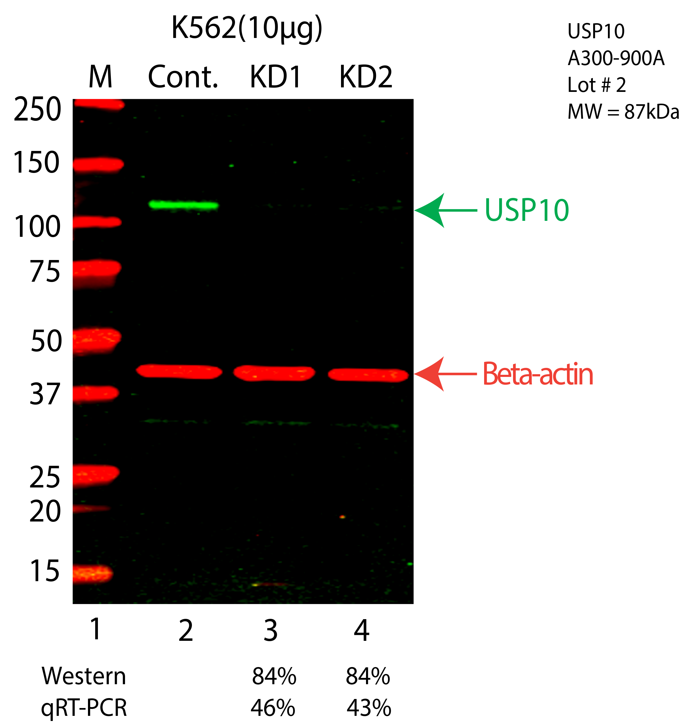 USP10-K562-CRISPR-A300-900A.png<br>Caption: Western blot following CRISPR against USP10 in K562 whole cell lysate using USP10 specific antibody. Lane 1 is a ladder, lane 2 is K562 non-targeting control knockdown, lane 3 and 4 are two different CRISPR against USP10. USP10 protein appears as the green arrow, Beta-actin serves as a control and appears in red arrow.