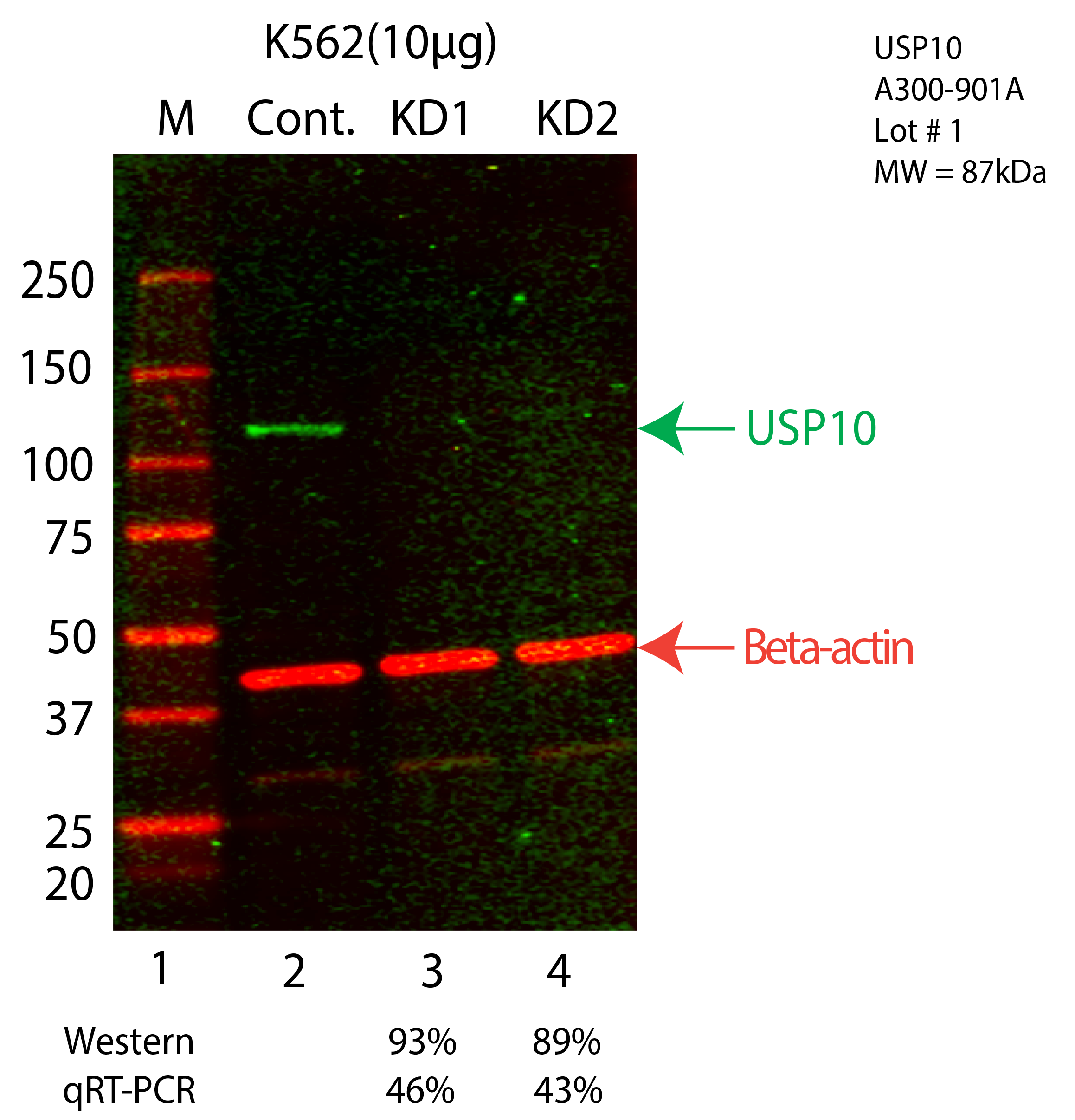 USP10-K562-CRISPR-A300-901A.png<br>Caption: Western blot following CRISPR against USP10 in K562 whole cell lysate using USP10 specific antibody. Lane 1 is a ladder, lane 2 is K562 non-targeting control knockdown, lane 3 and 4 are two different CRISPR against USP10. USP10 protein appears as the green arrow, Beta-actin serves as a control and appears in red arrow.